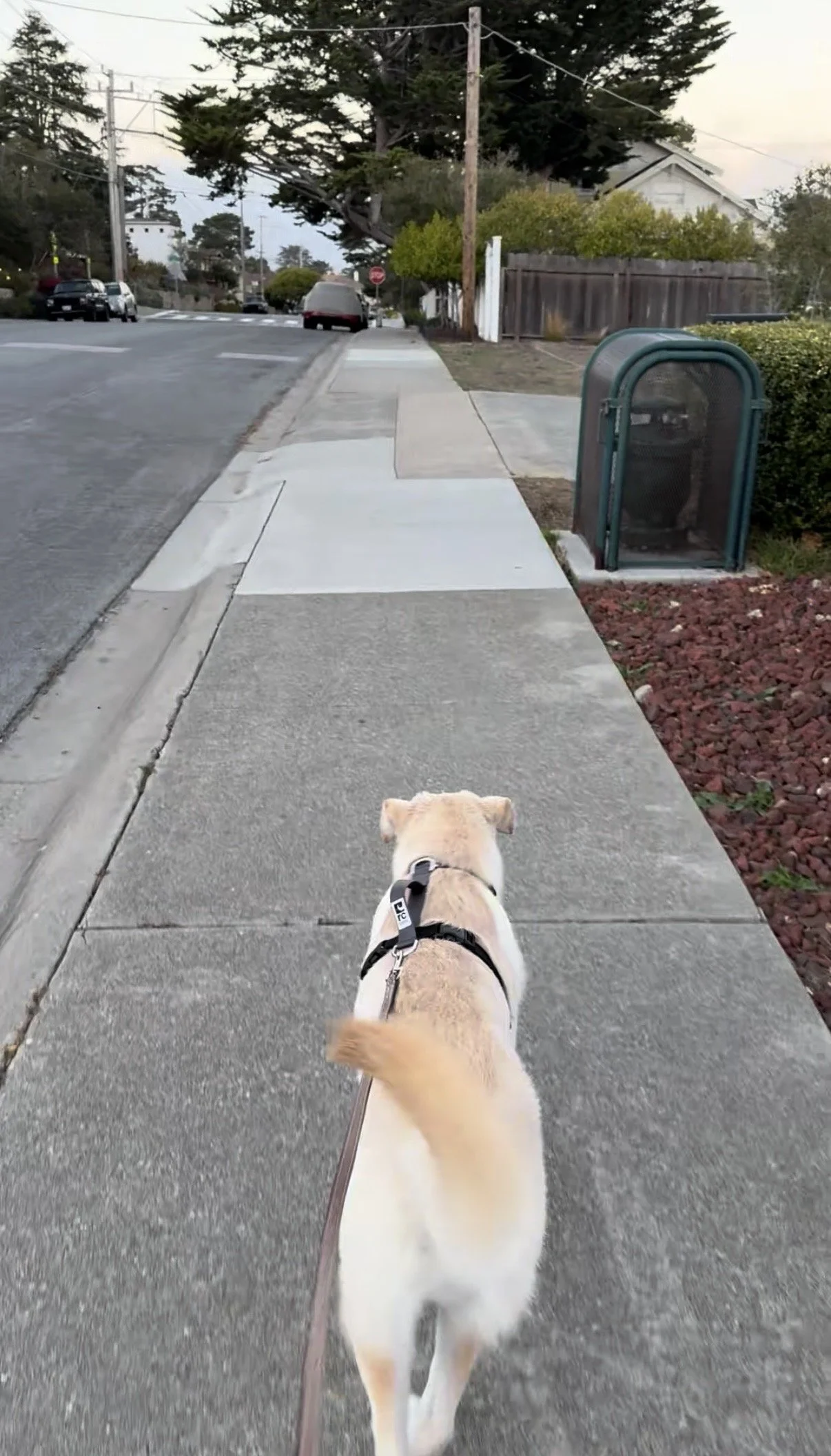 A dog on a leash walking on a sidewalk in a suburban neighborhood during daytime.