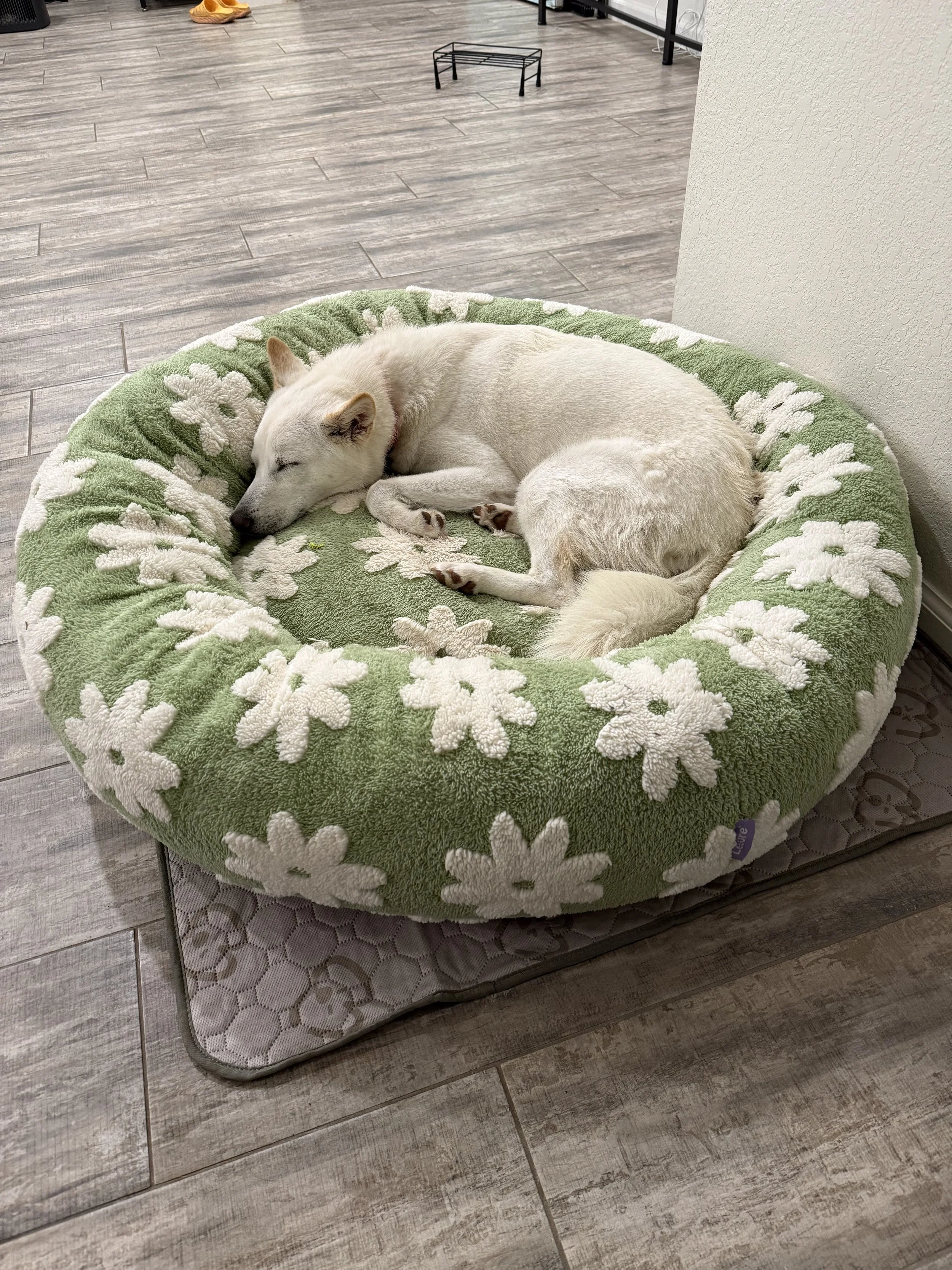 A white dog with light fur is sleeping curled in a circular green pet bed with white flower patterns, placed on a quilted mat on a wooden floor.