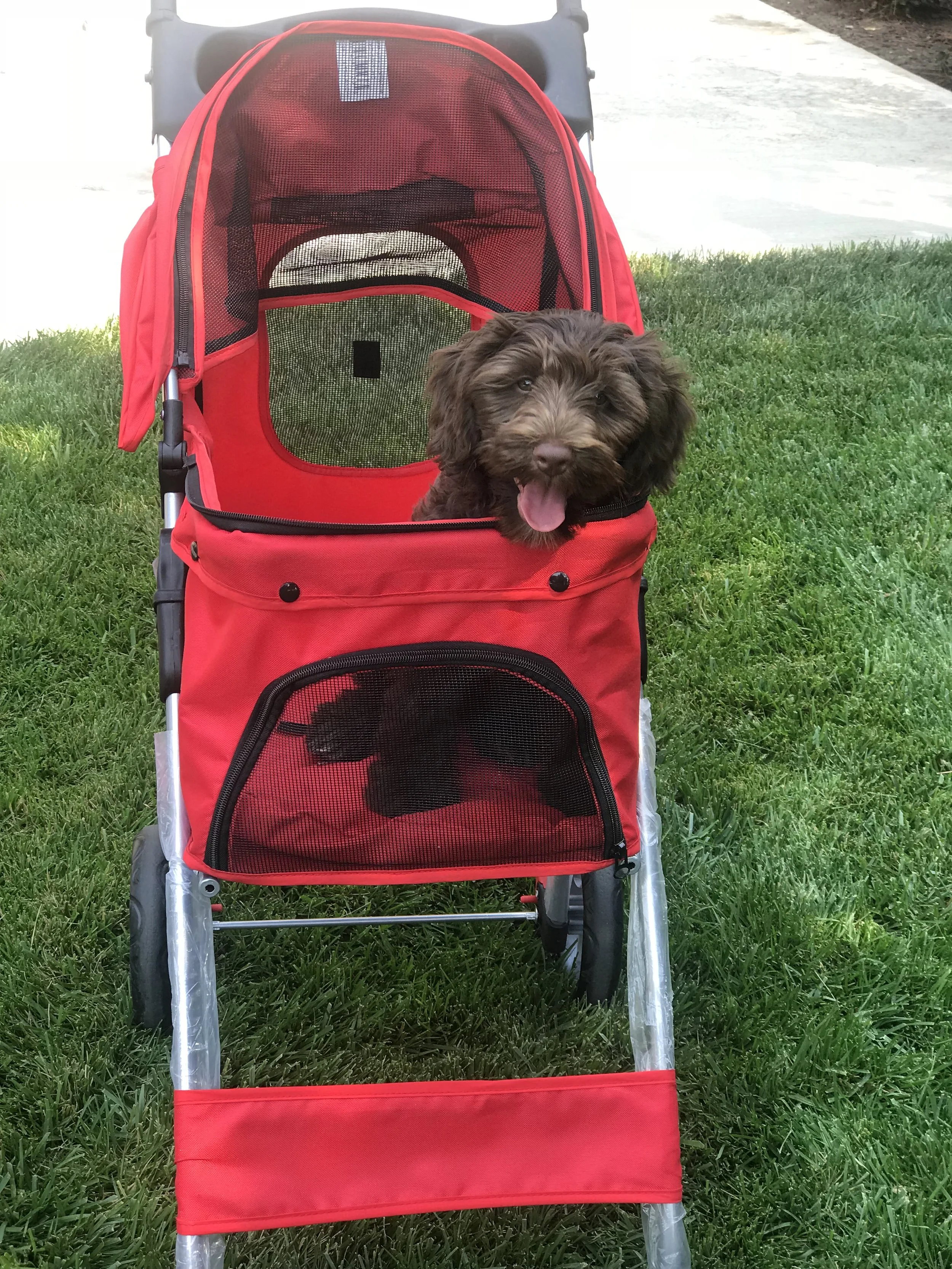 A brown puppy sitting inside a red pet stroller on a grassy lawn.