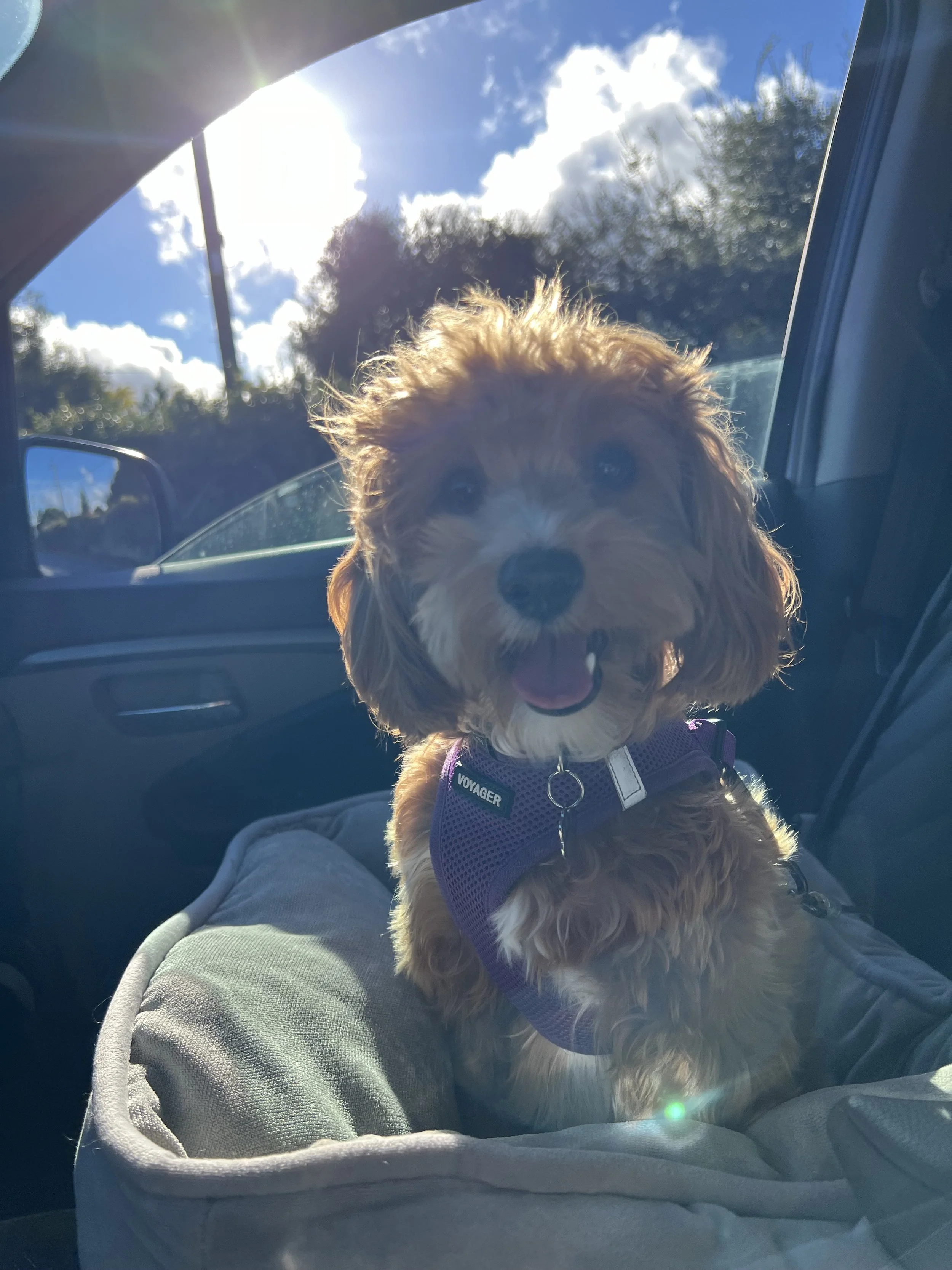 A happy brown and white puppy with curly fur, wearing a purple harness, sitting in a car seat in a vehicle, with sunlight and blue sky with clouds visible through the window.