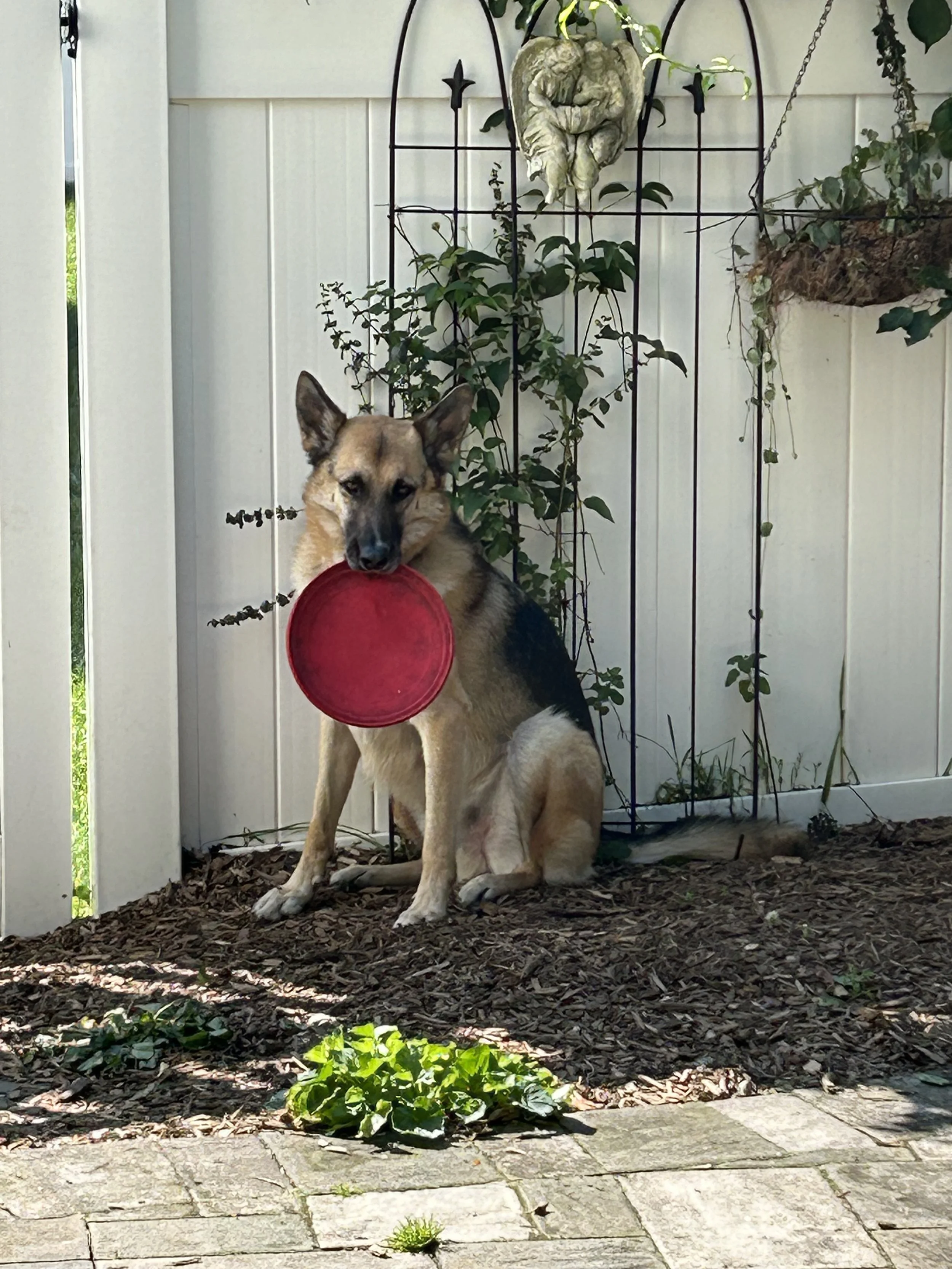 That's my boy Gunner, always ready to play and now always in my heart.