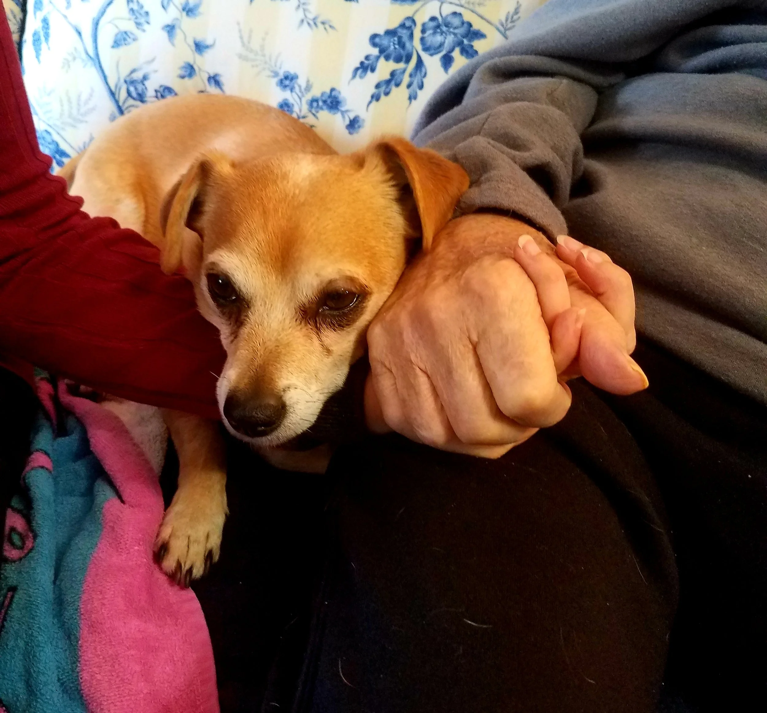 My Dad & I holding hands with Bandit between us.