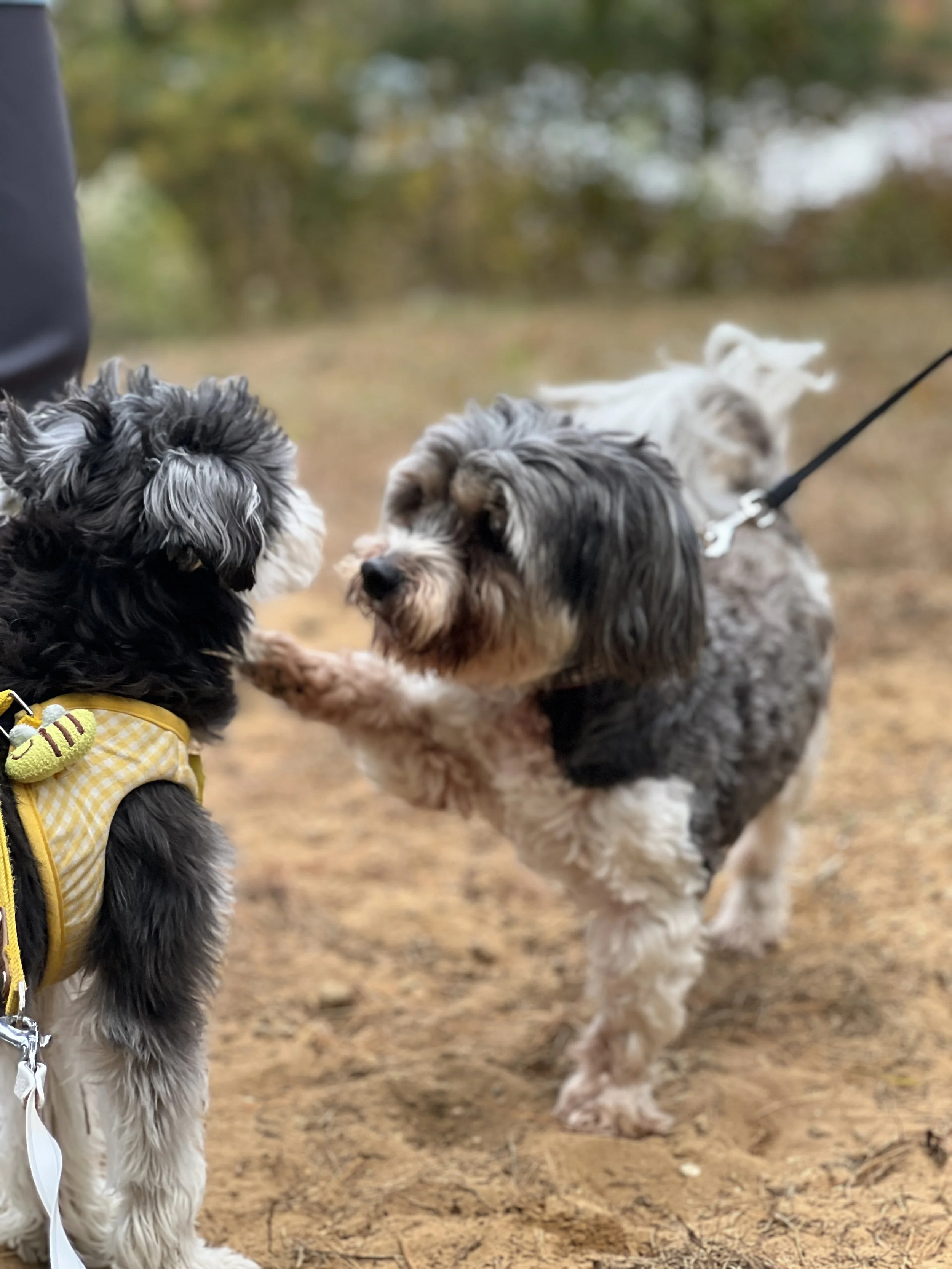 Bodhi Making Friends