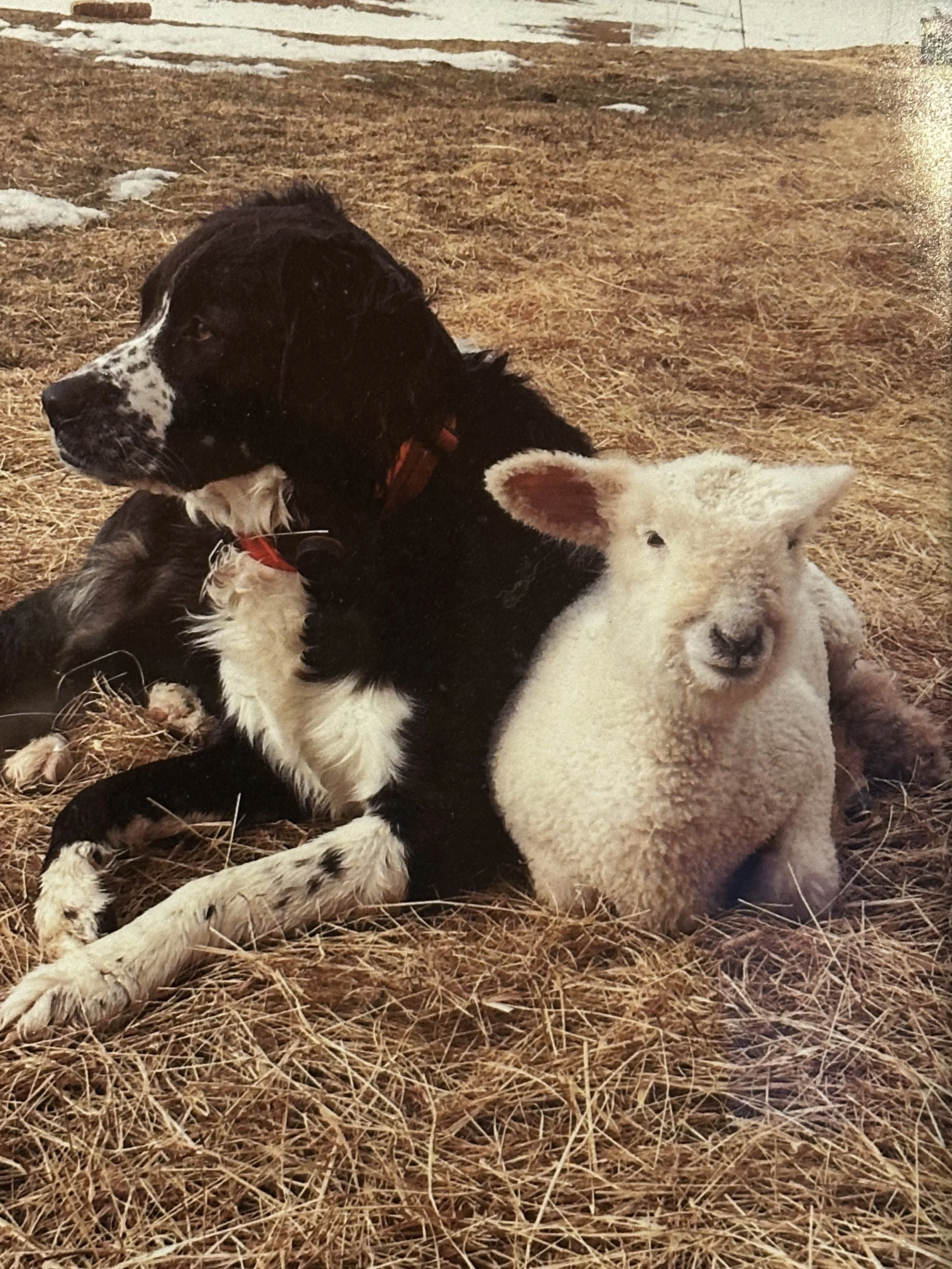 Finn and baby Lucy, who lived in the house and didn't actually know she was a sheep.