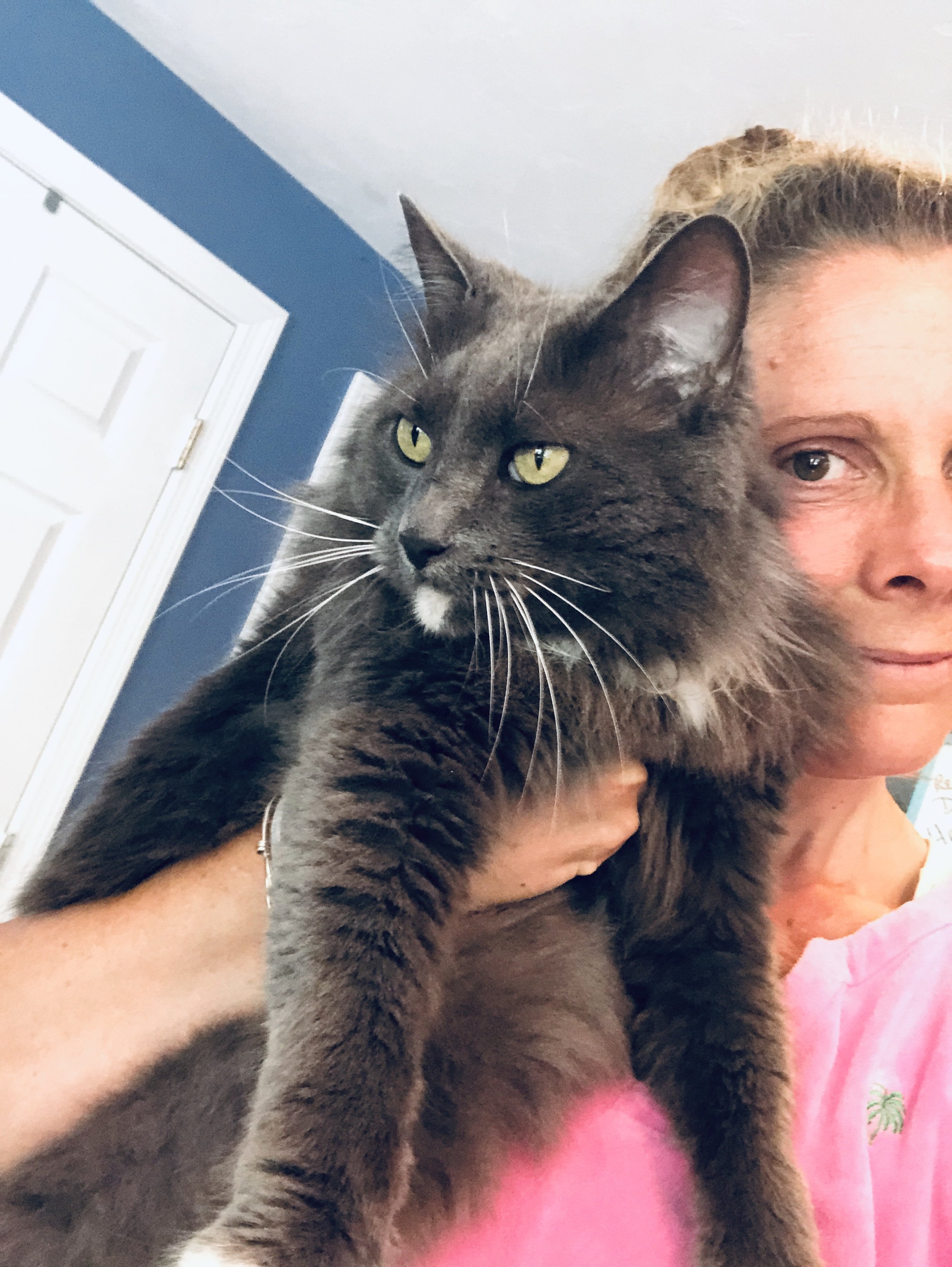 My cat husband Booty, the handsomest cat in town