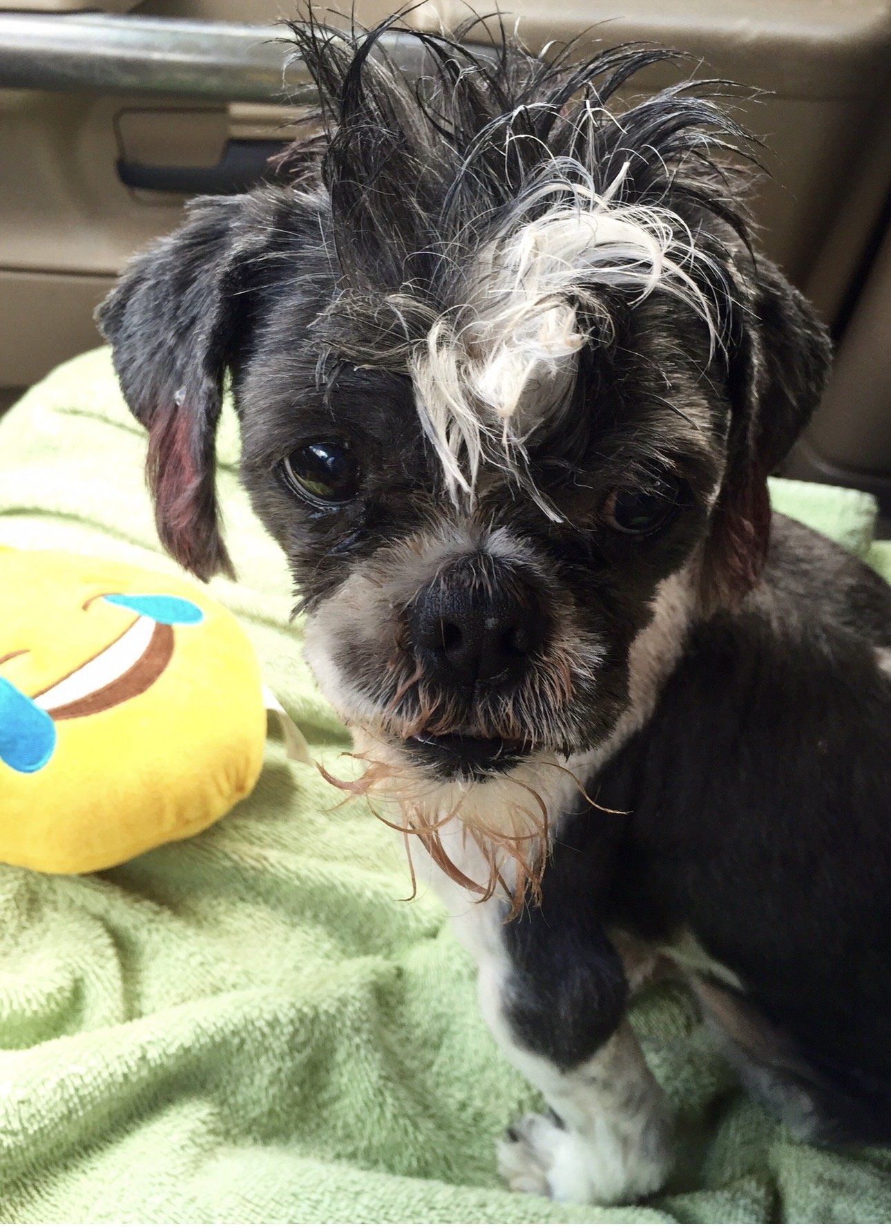 Sweet Maximus Grande