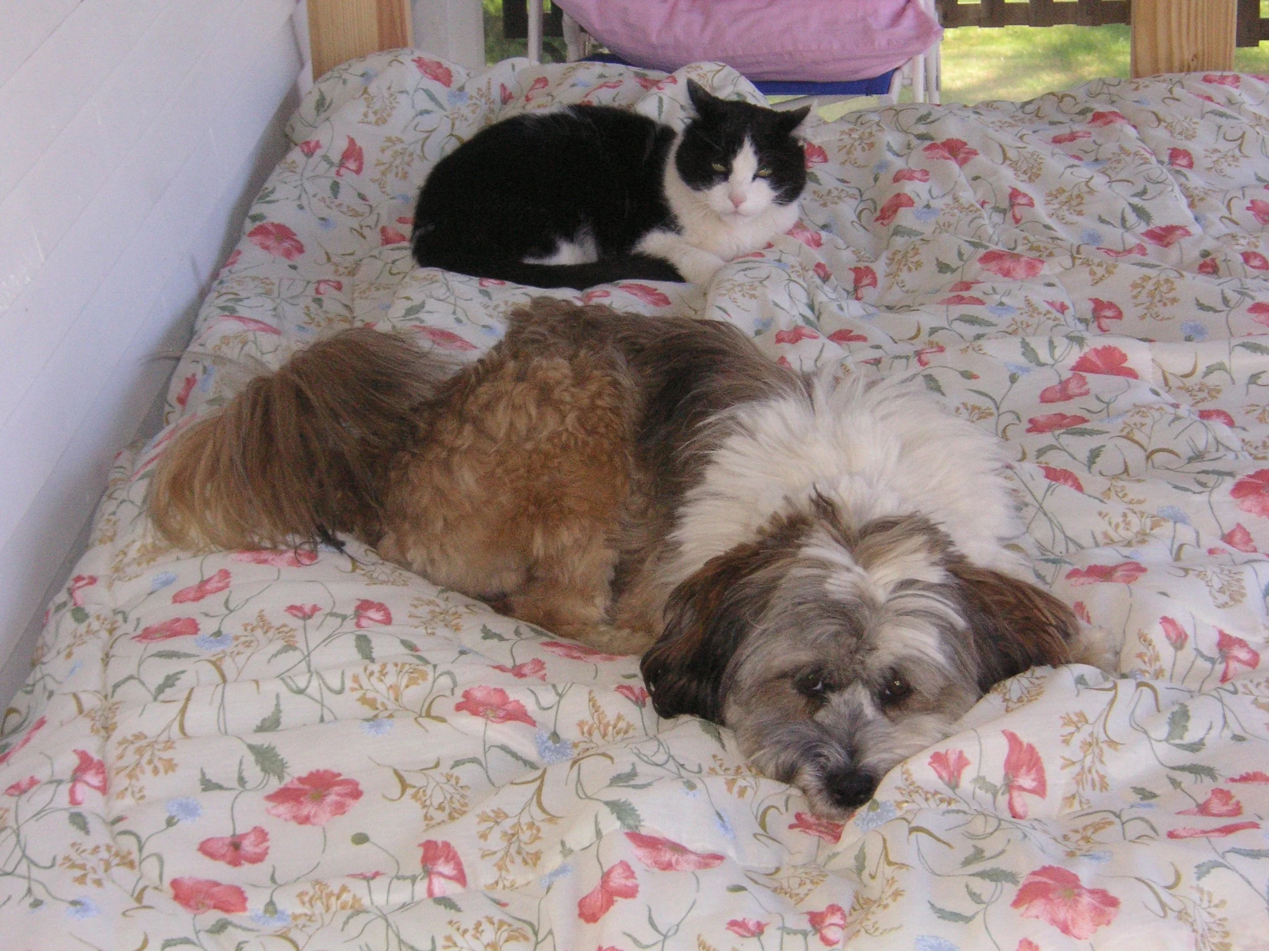 Louis and Bindi in Vermont