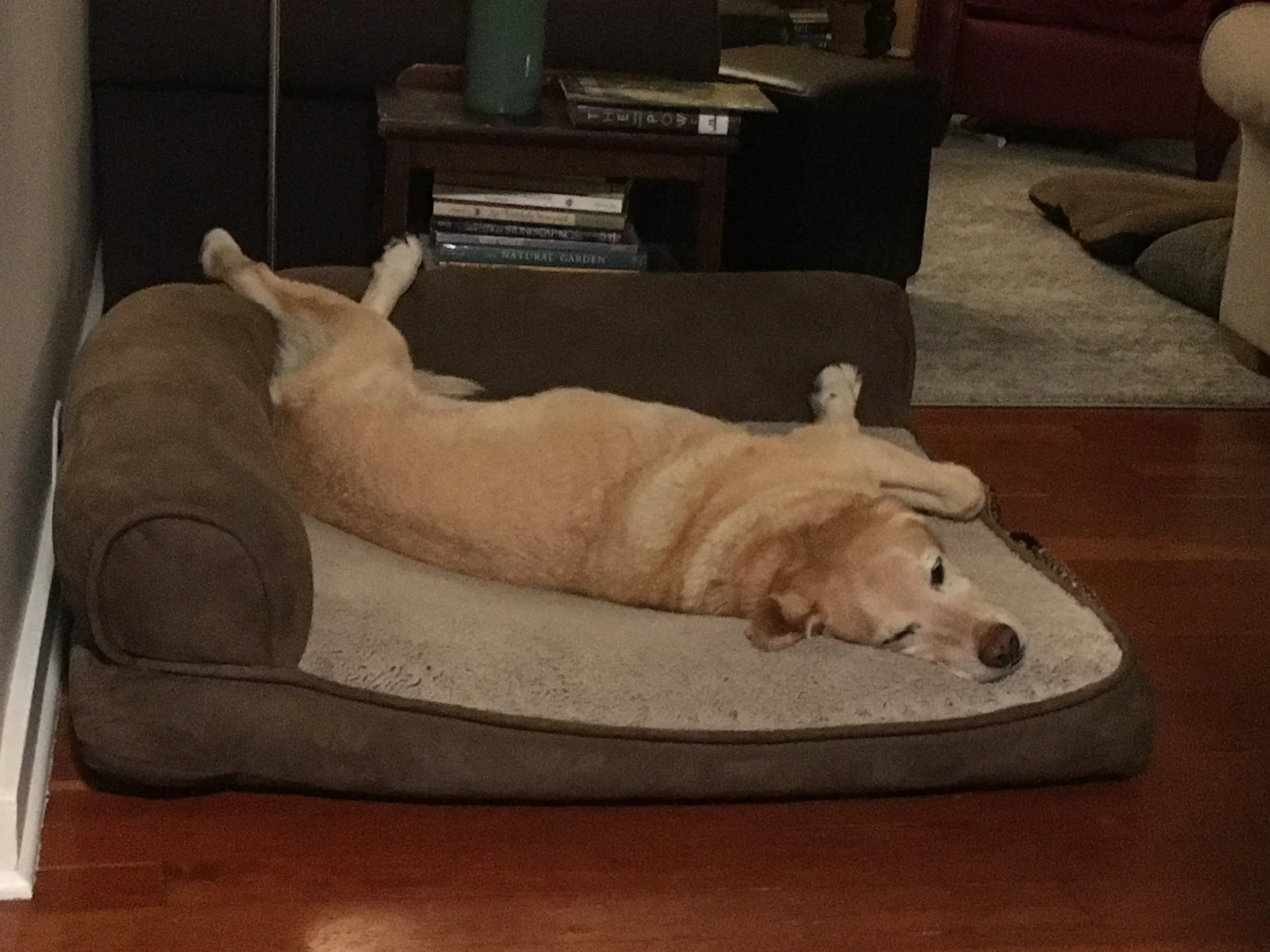 Tucker fully himself at home 💖