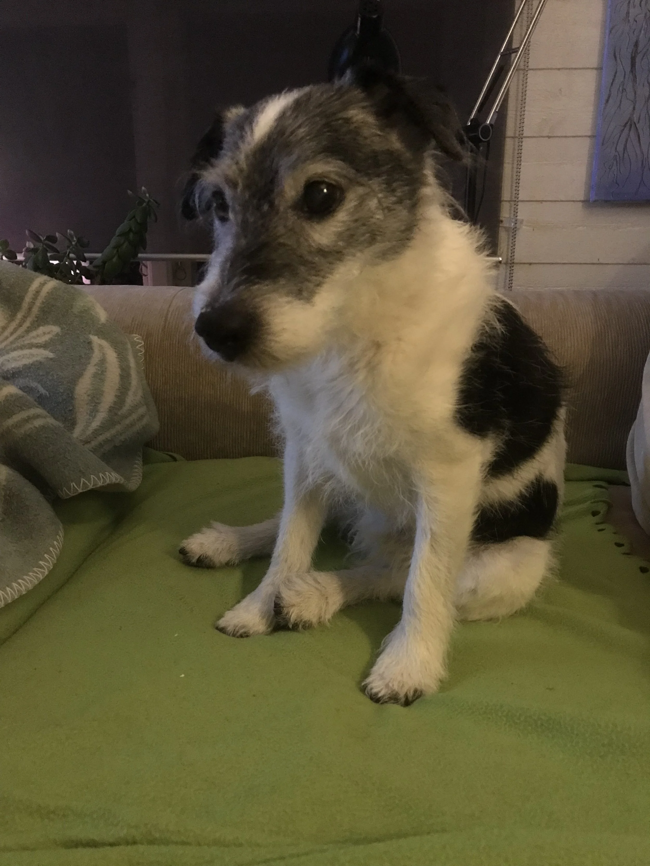 SUNE the dog who thought me about energies