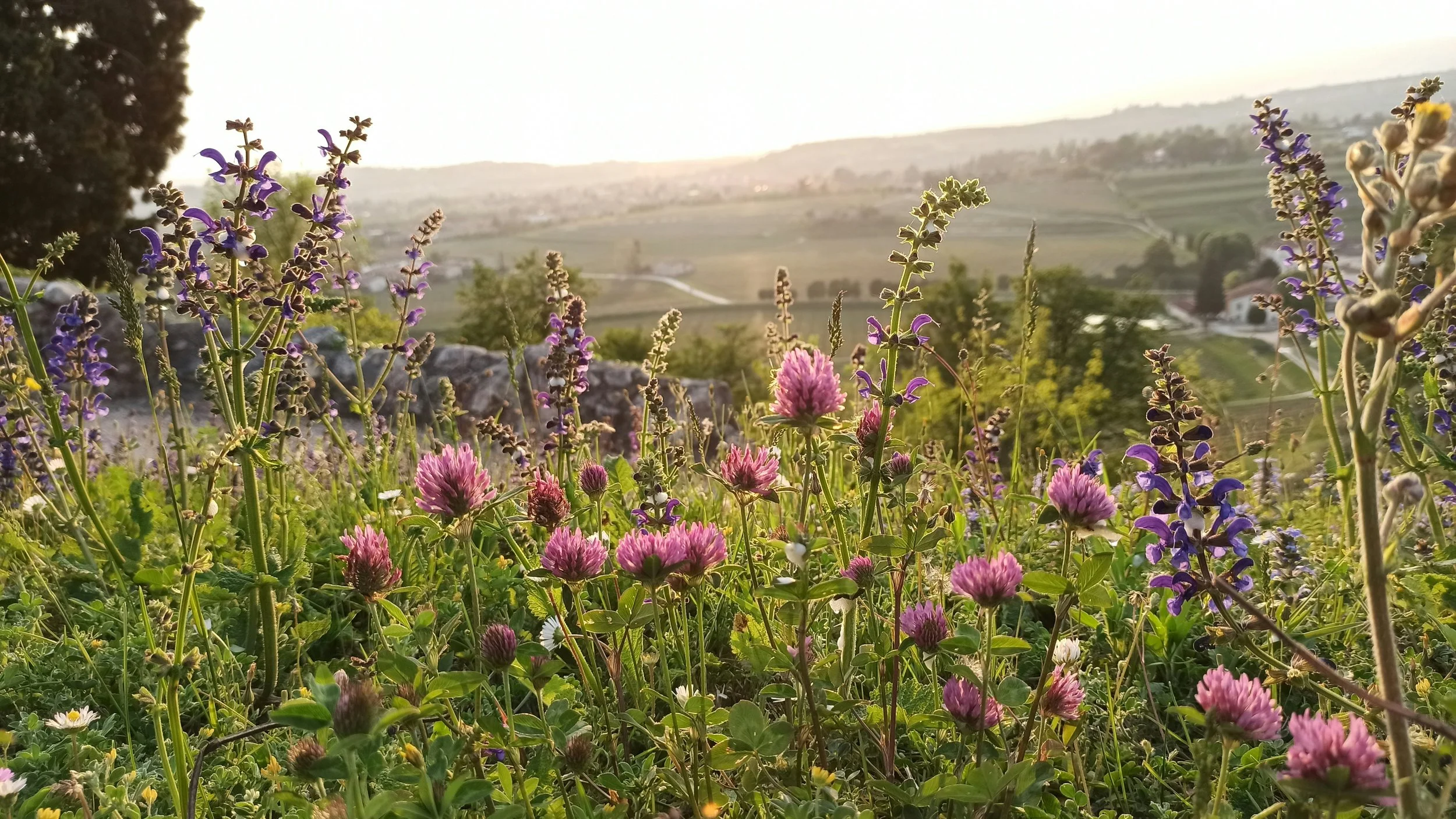 Prato con fiori viola e rosa sotto il sole, con campi e colline sullo sfondo.