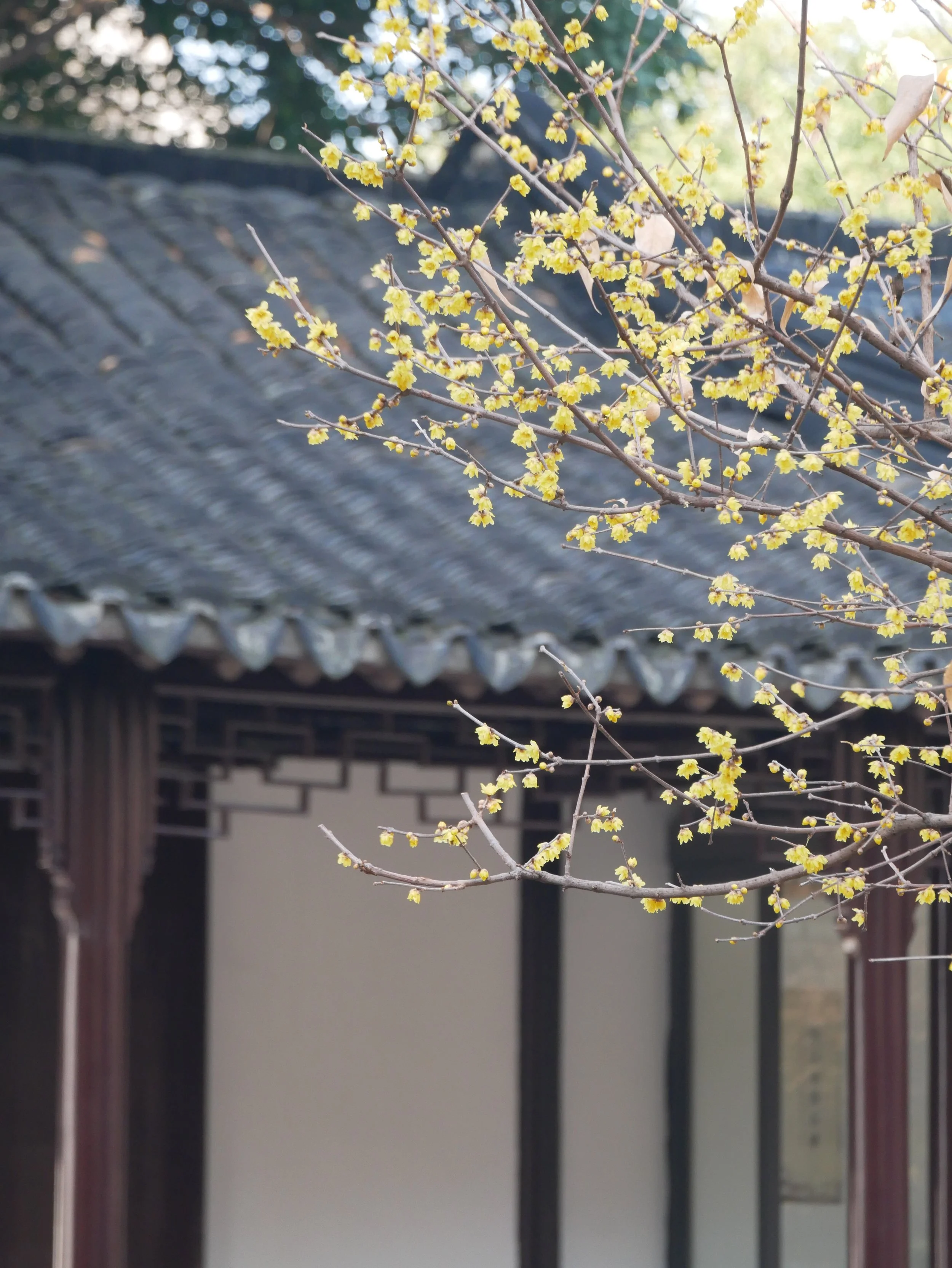 When Memory Arrives Uninvited: The Proustian Effect and Human Experience