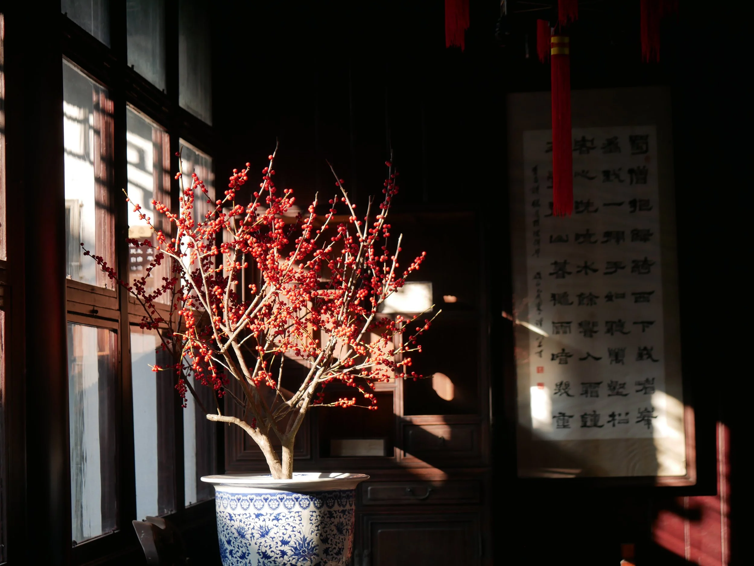 A potted red berry branch inside a traditional Asian interior with dark wood paneling, sunlight streaming through windows, and a hanging scroll with Chinese calligraphy.