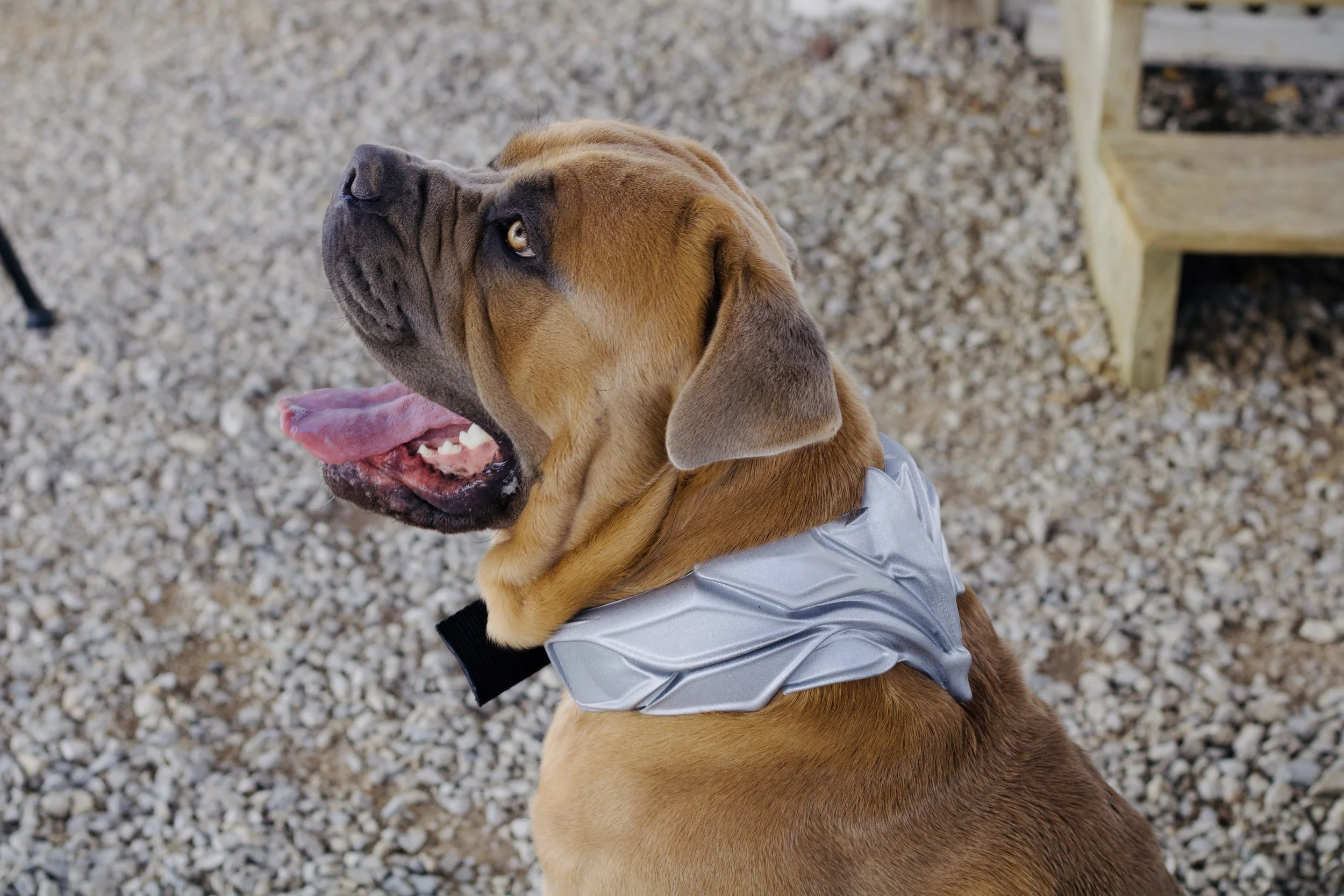 A brown dog with a black nose and expressive eyes wearing a reflective silver vest, sitting on a gravel surface, looking to the side.