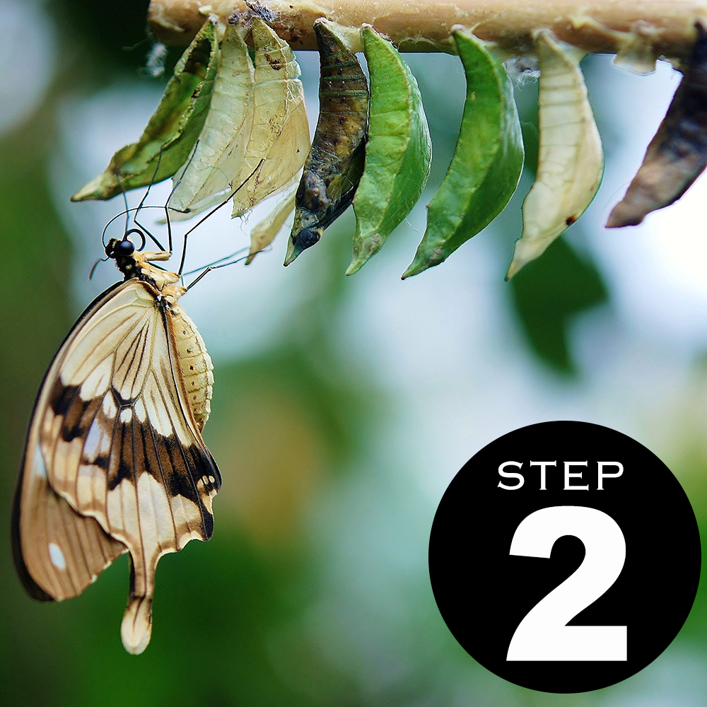 2-brown-white-butterfly-butterflies-colorful-63643.png