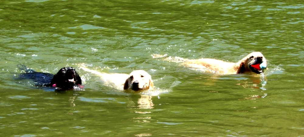 Taking the Leap to Find Your Bliss