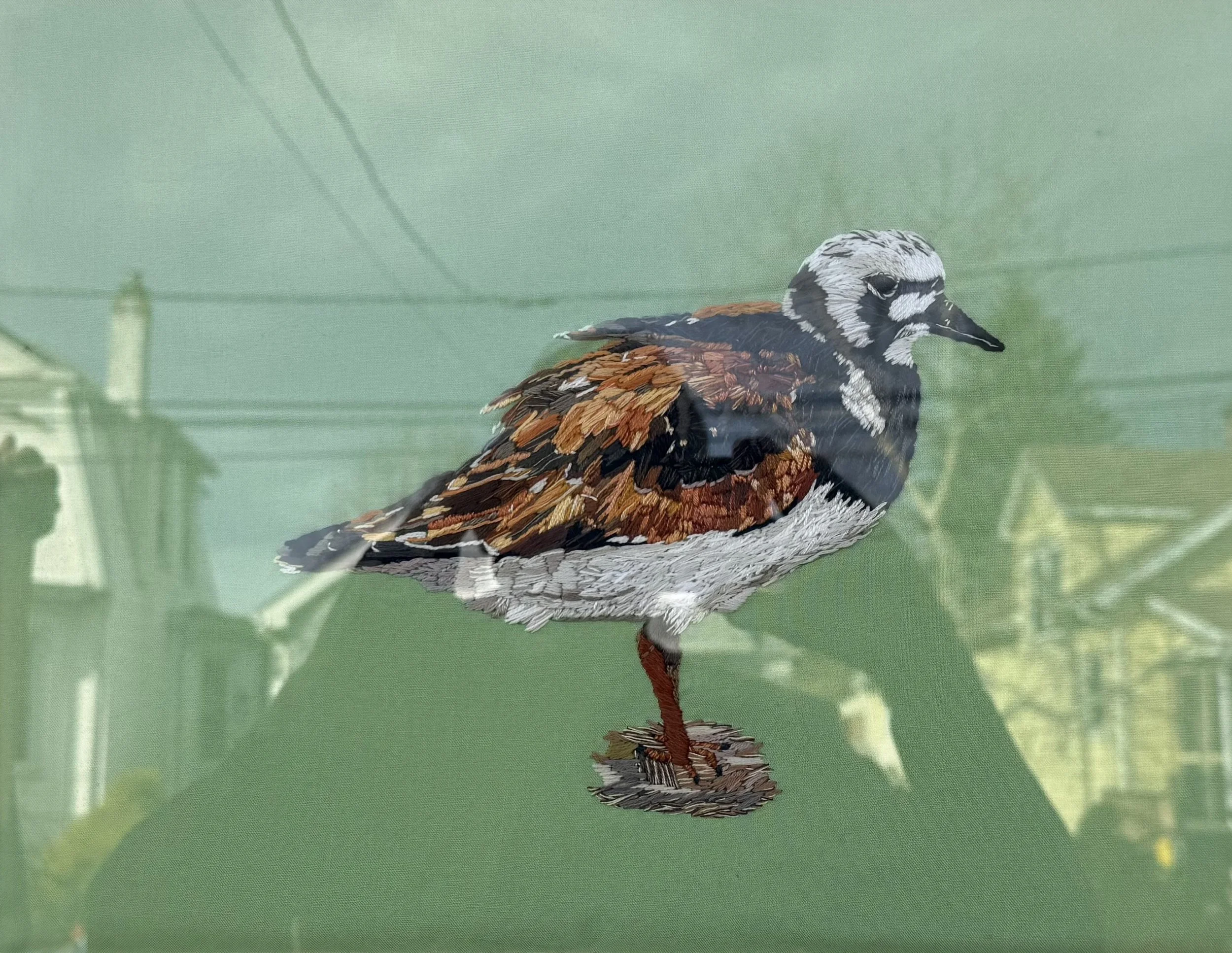 Ruddy Turnstone (Small size)