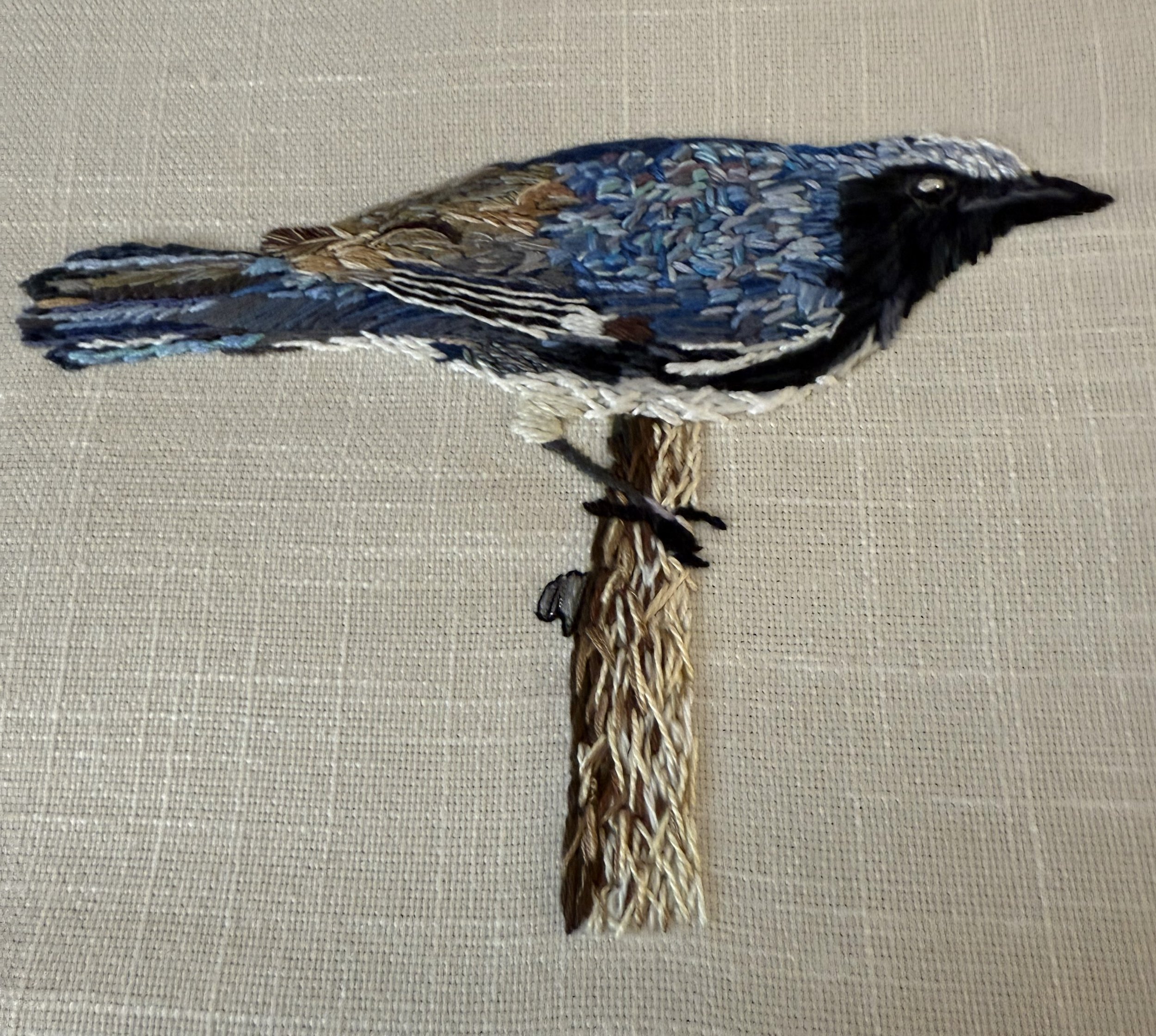 Black Throated Blue Warbler