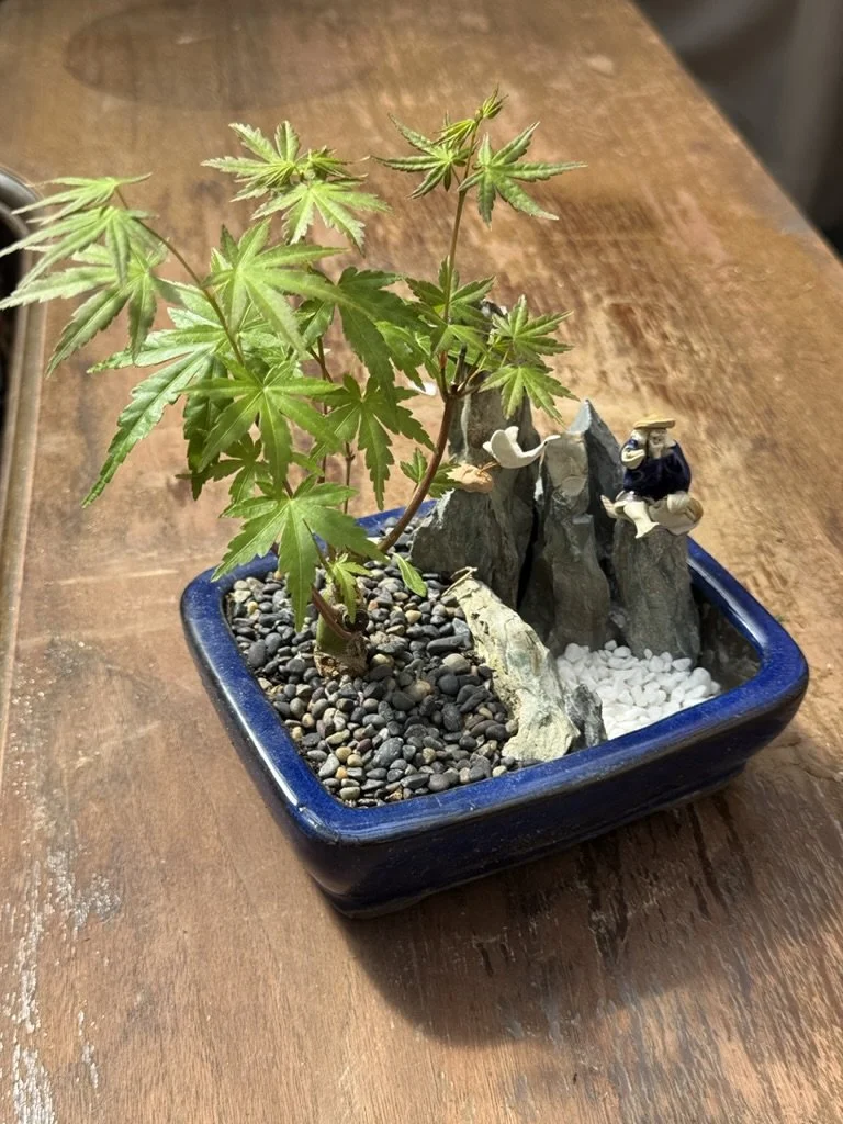 Orchid Boutique Bonsai Designs at Descanso Gardens