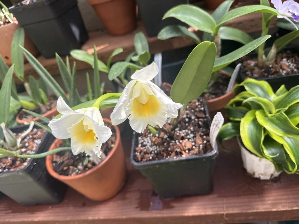 Meet the Cattleya: A Petite Orchid with Exotic Beauty