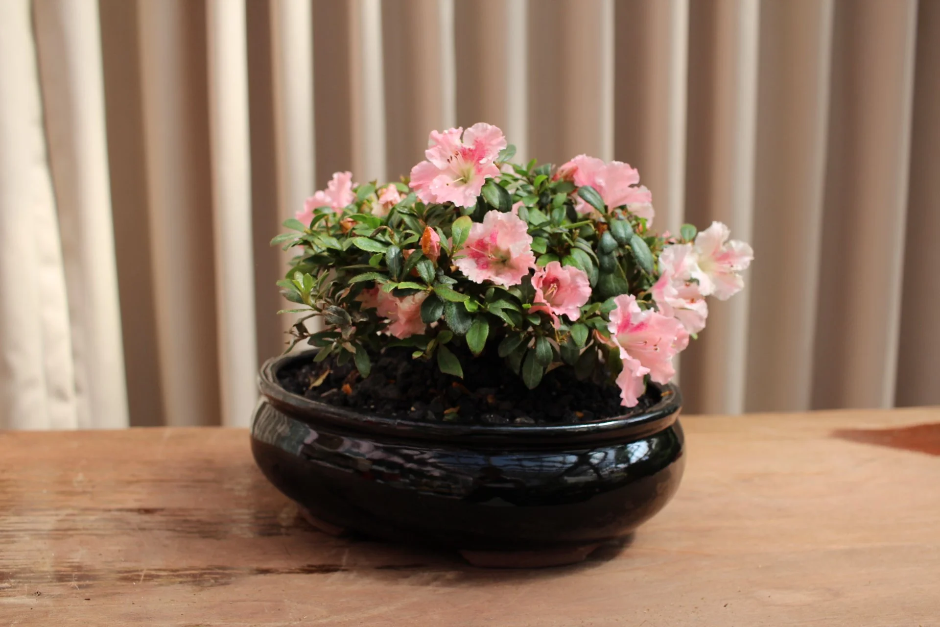 Pink Azalea Bonsai