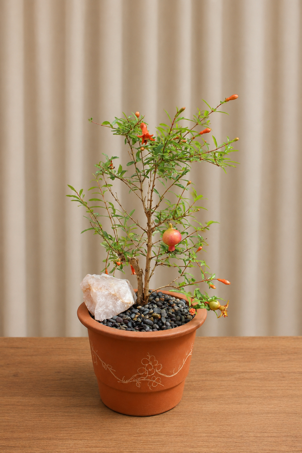 Promegranate Bonsai