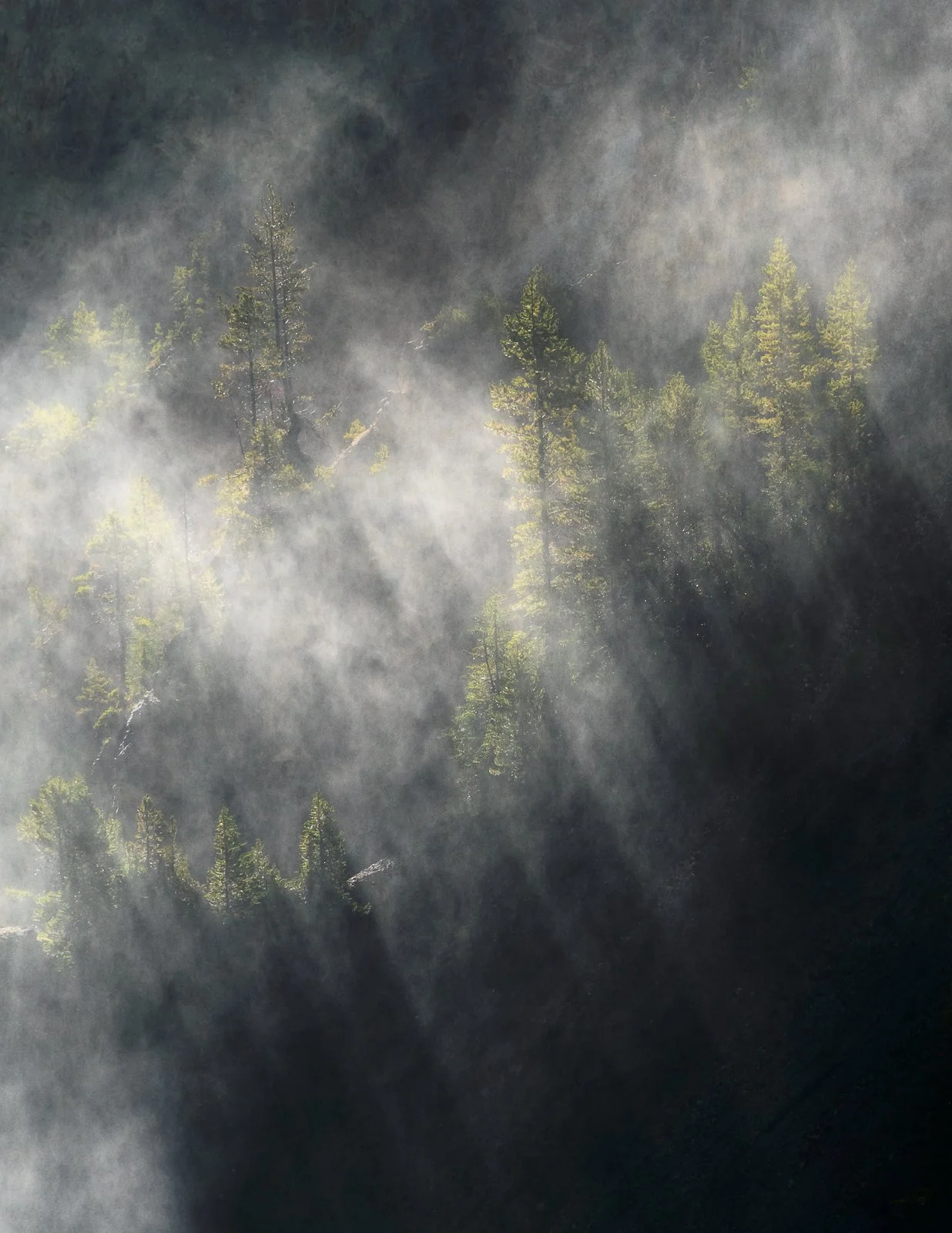 Aerial view of a forest with tall pine trees and mist or fog by Jennifer Renwick.