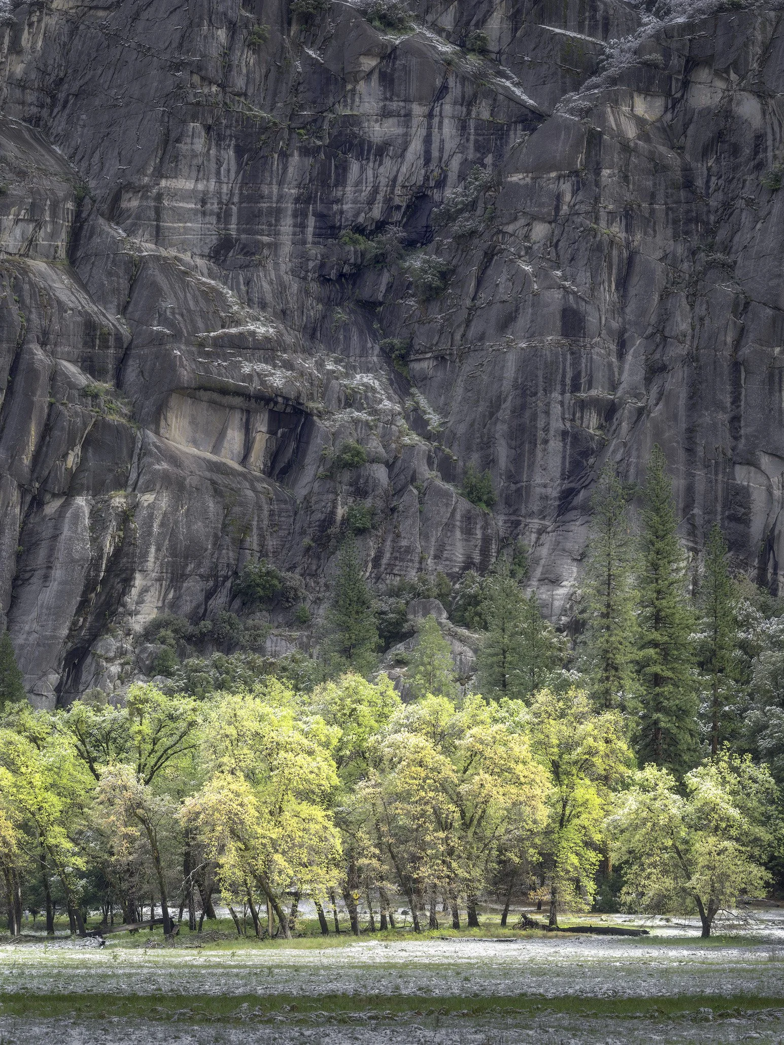 A group of trees with green and yellow leaves, situated along a grassy area that appears to have a light layer of snow or frost by Charlotte Gibb.