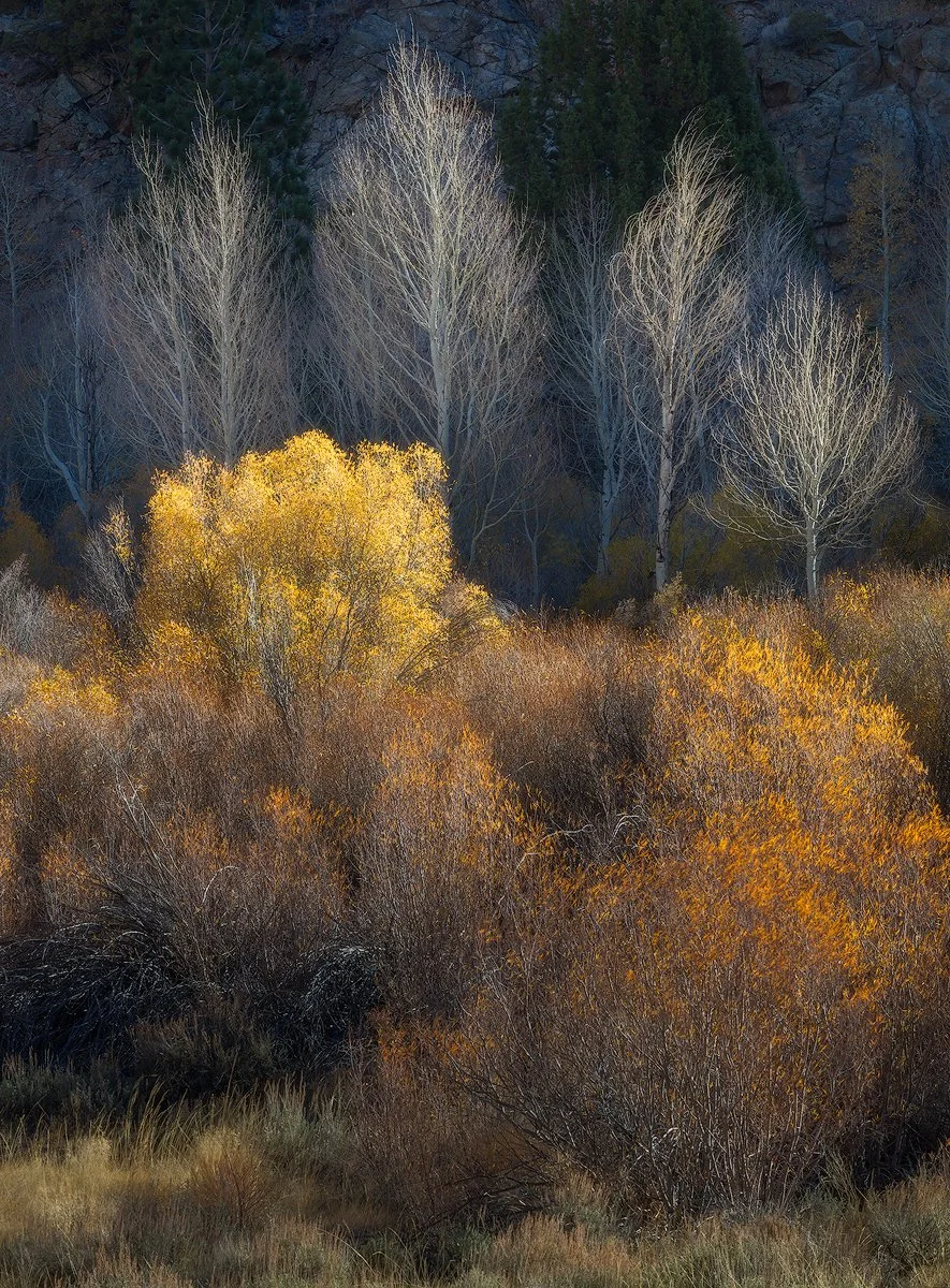 Wild nature scene with leafless trees and bushes in fall colors in front of a rocky cliff by Charlotte Gibb.