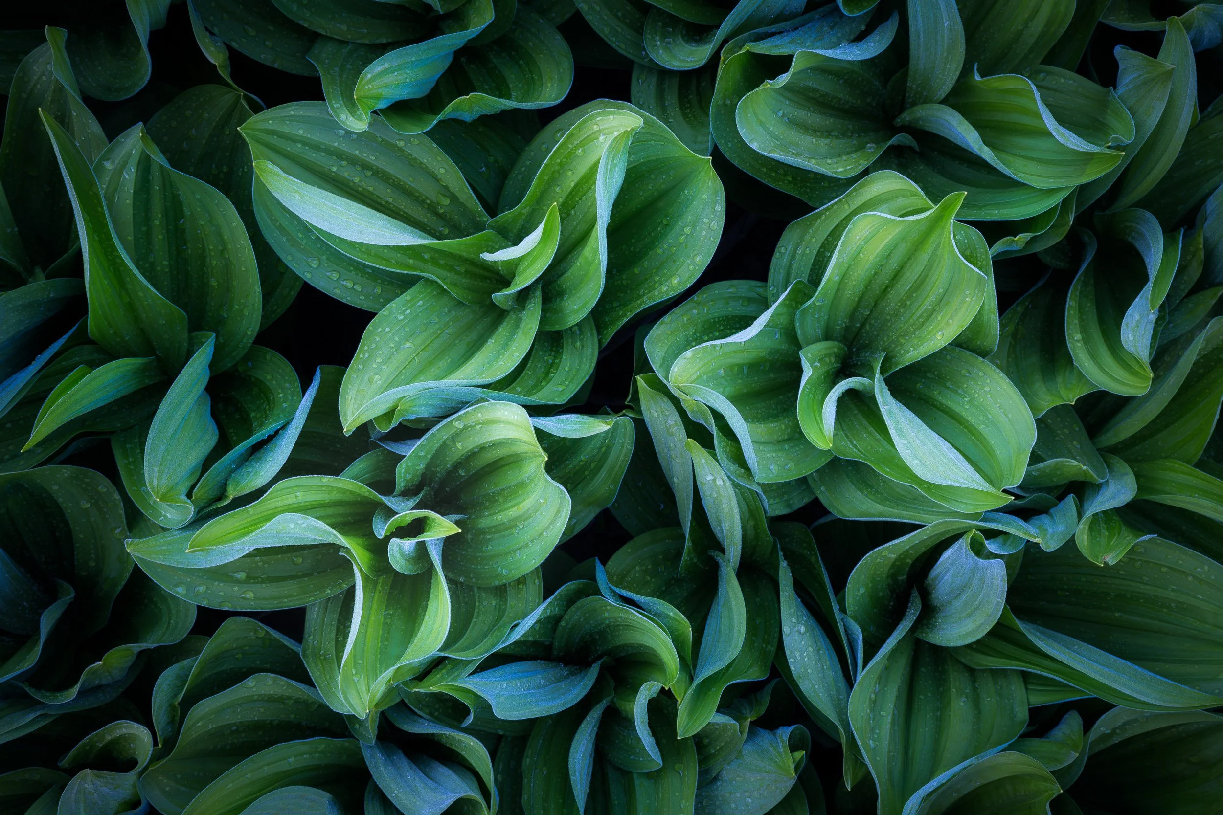 Close-up of lush green plant leaves with water droplets by Sarah Marino.