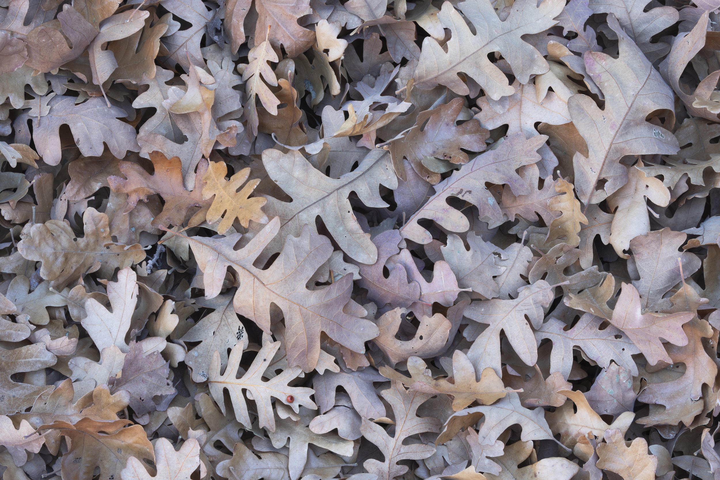 A close-up view of dried autumn leaves scattered on the ground, mainly oak leaves in shades of brown, tan, and gray by Anna Morgan.