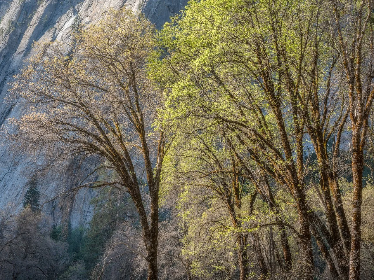 Circle of Light Reflects: Charlotte Gibb on Yosemite