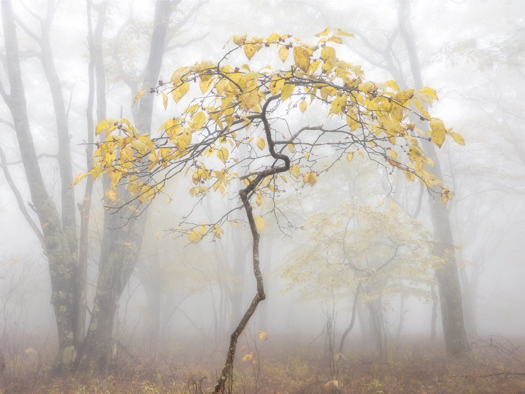 A foggy Appalachian forest scene with a solitary, curving, dogwood tree in the foreground, displaying yellow autumn leaves by Michele Sons.