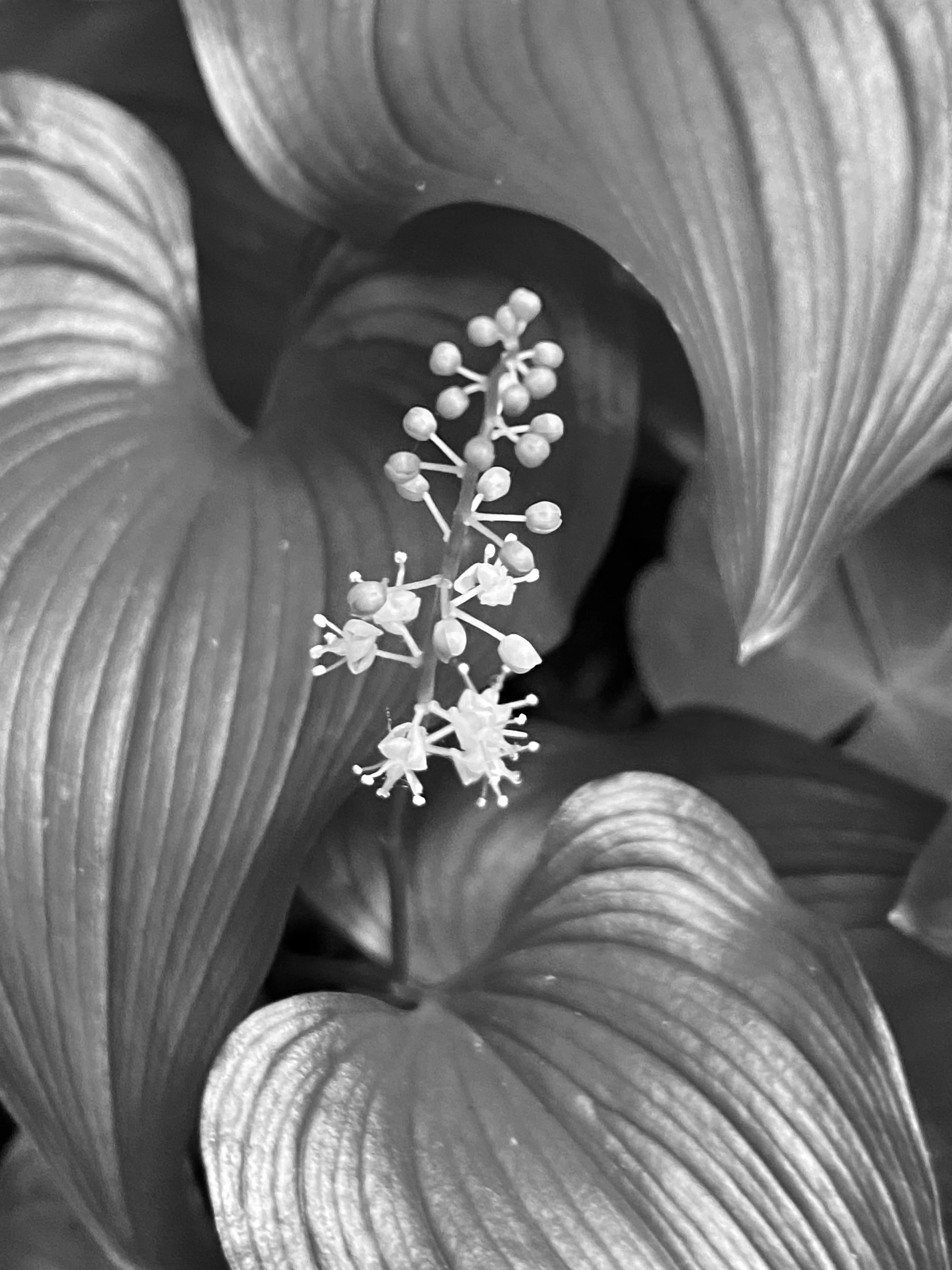 Close-up of a flower with a long, pointed stamen and surrounded by large, textured leaves by Claudia Welsh.