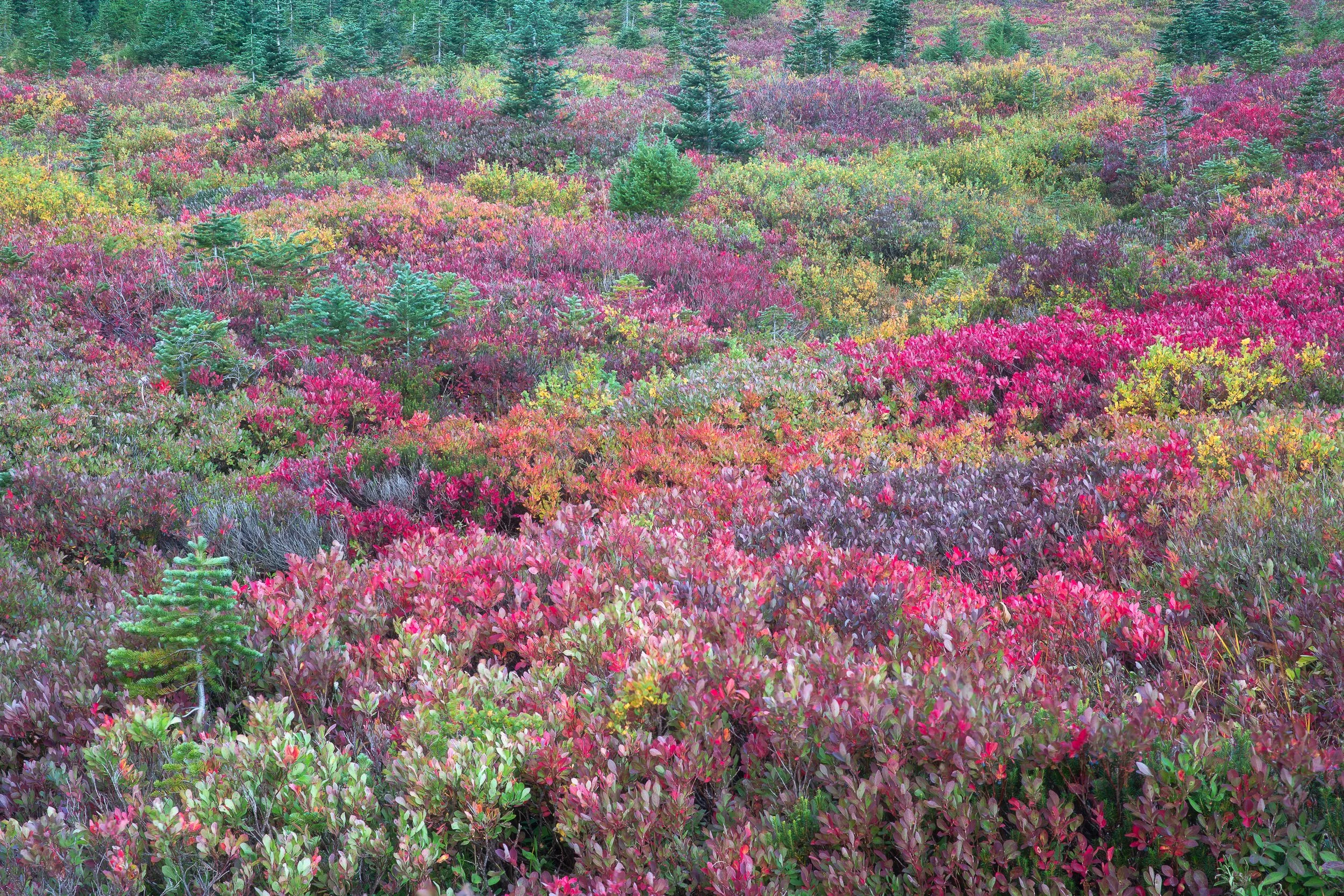 A colorful landscape of a hillside covered with vibrant pink, red, yellow, and purple bushes and green pine trees by Anna Morgan.