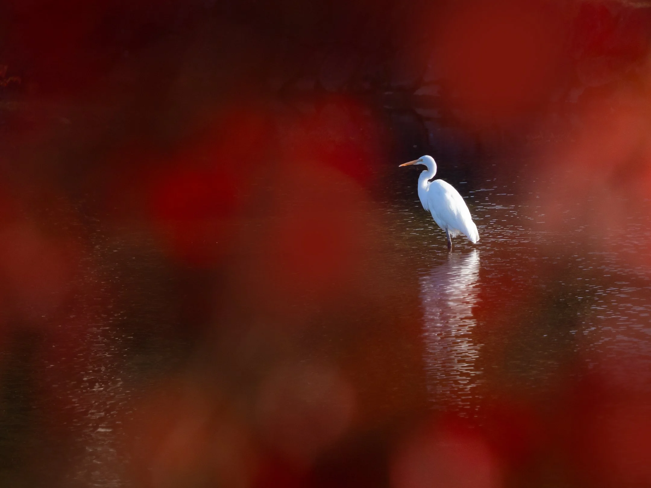 A white heron standing in calm water with red maple leaves blurry in the foreground, Japan, by Michele Sons.