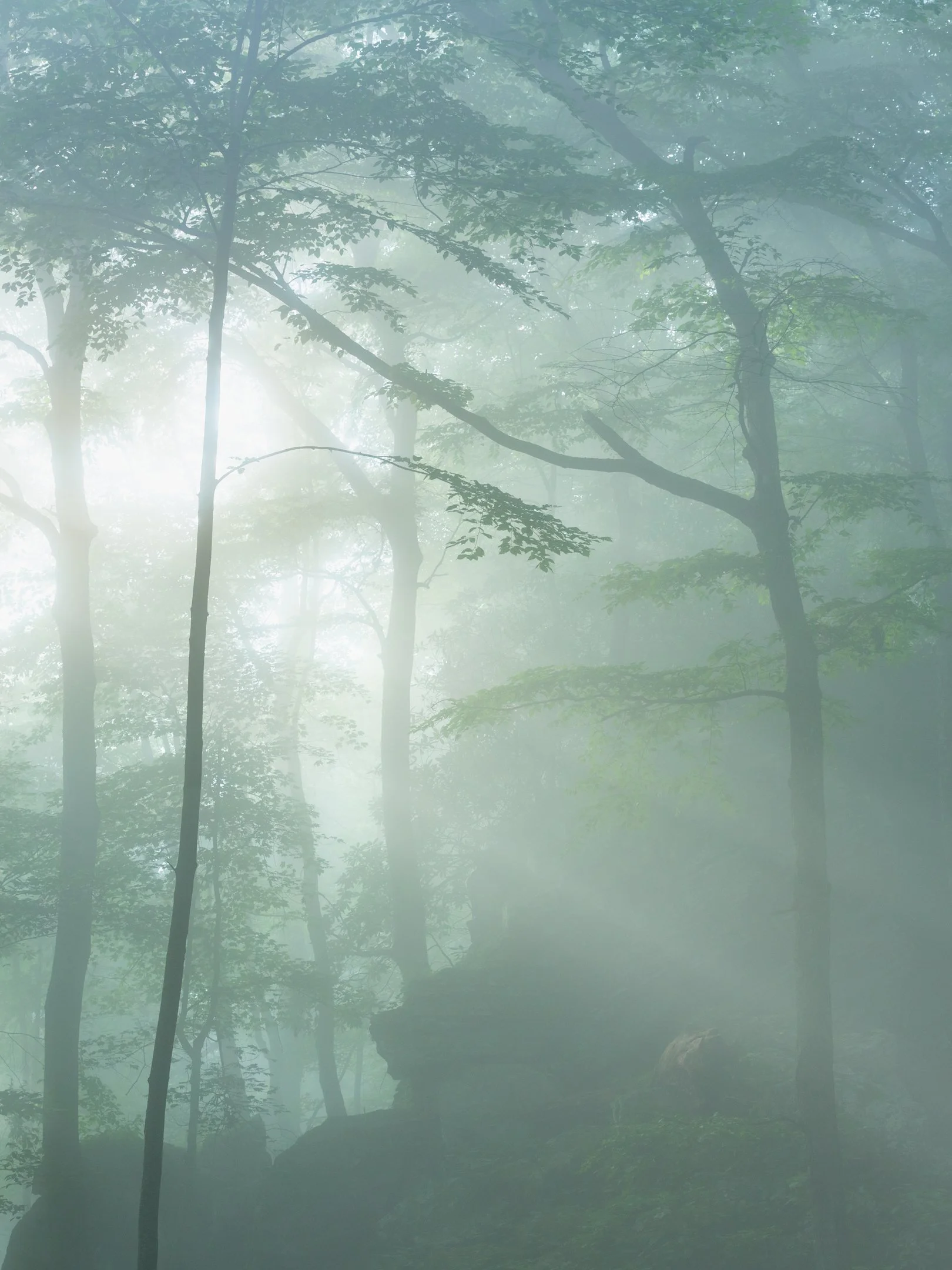 A foggy New River Gorge forest scene with tall trees and green leaves, with sunlight filtering through the mist by Michele Sons.