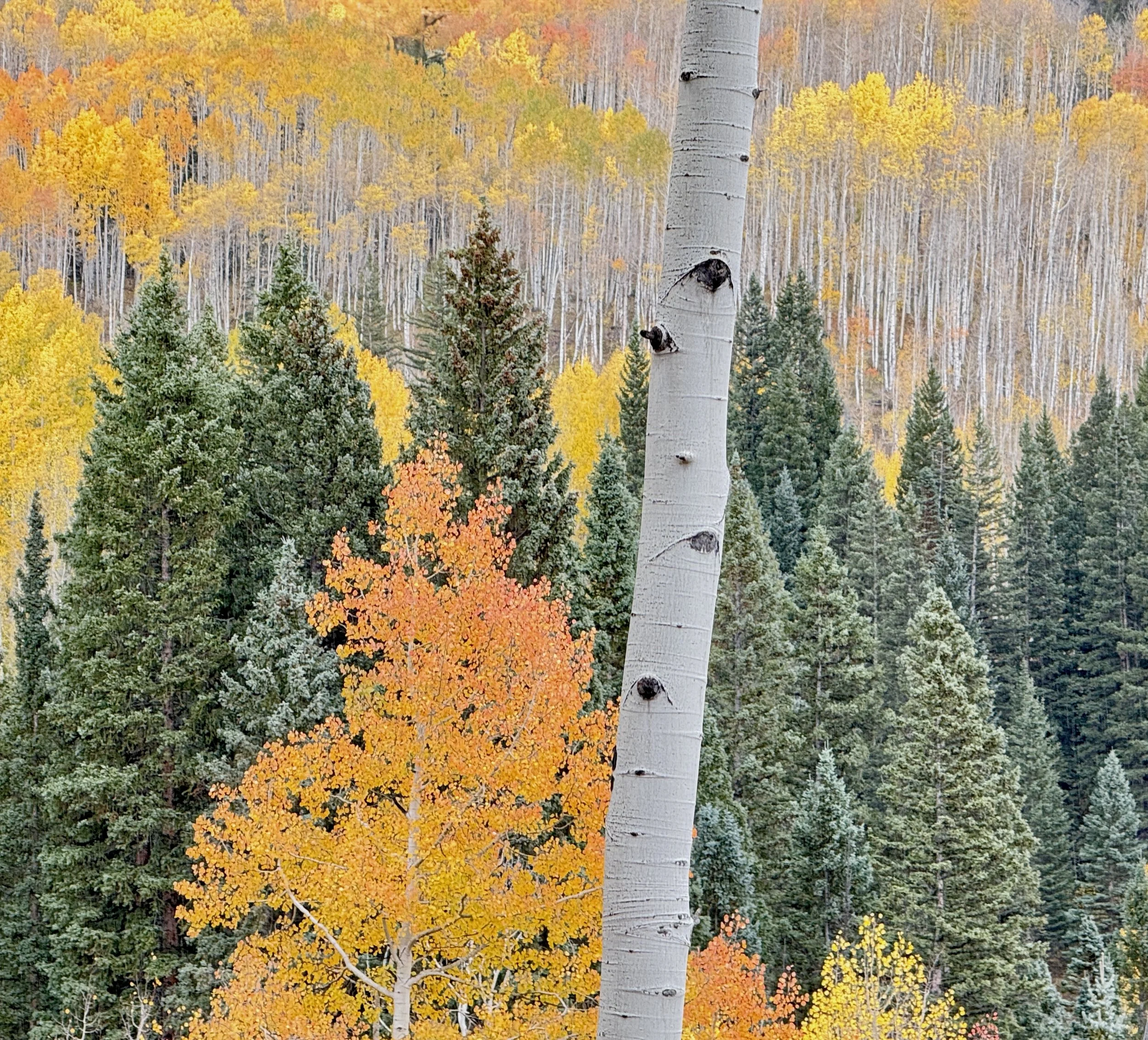 Colorful fall trees with orange, yellow, and green leaves, and a tall, white tree trunk in the foreground by Claudia Welsh.