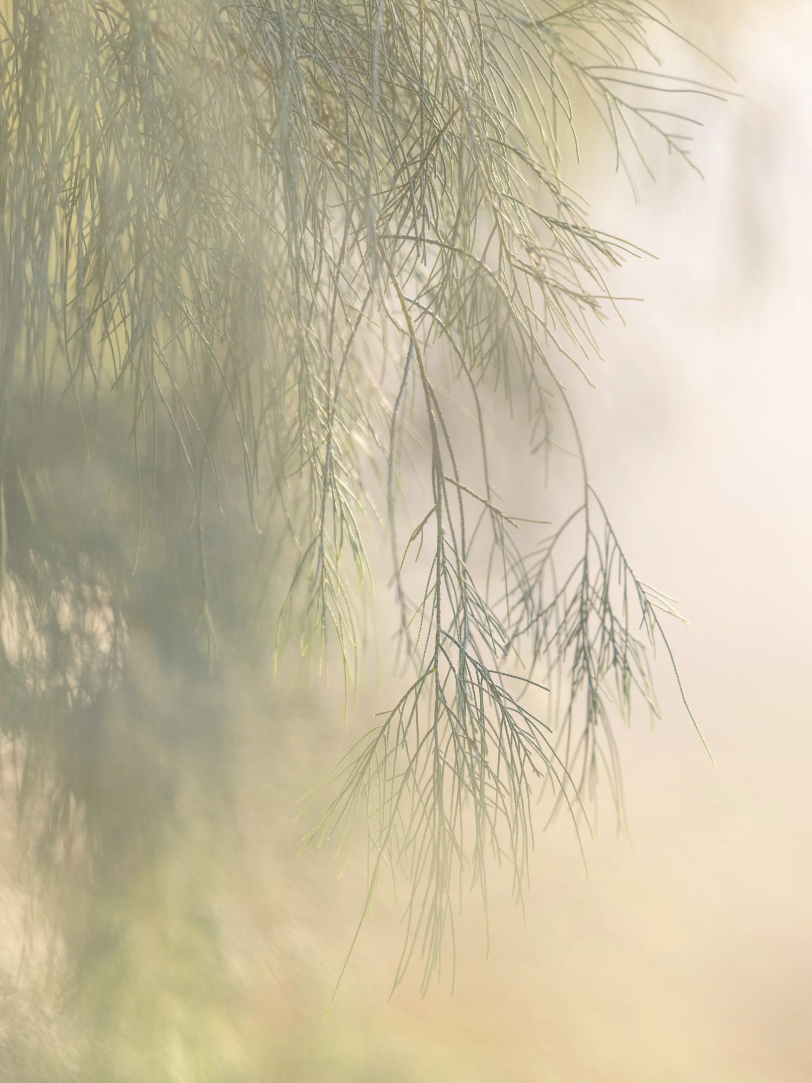 Close-up of tamarack tree branches with needles in soft, natural light by Michele Sons.