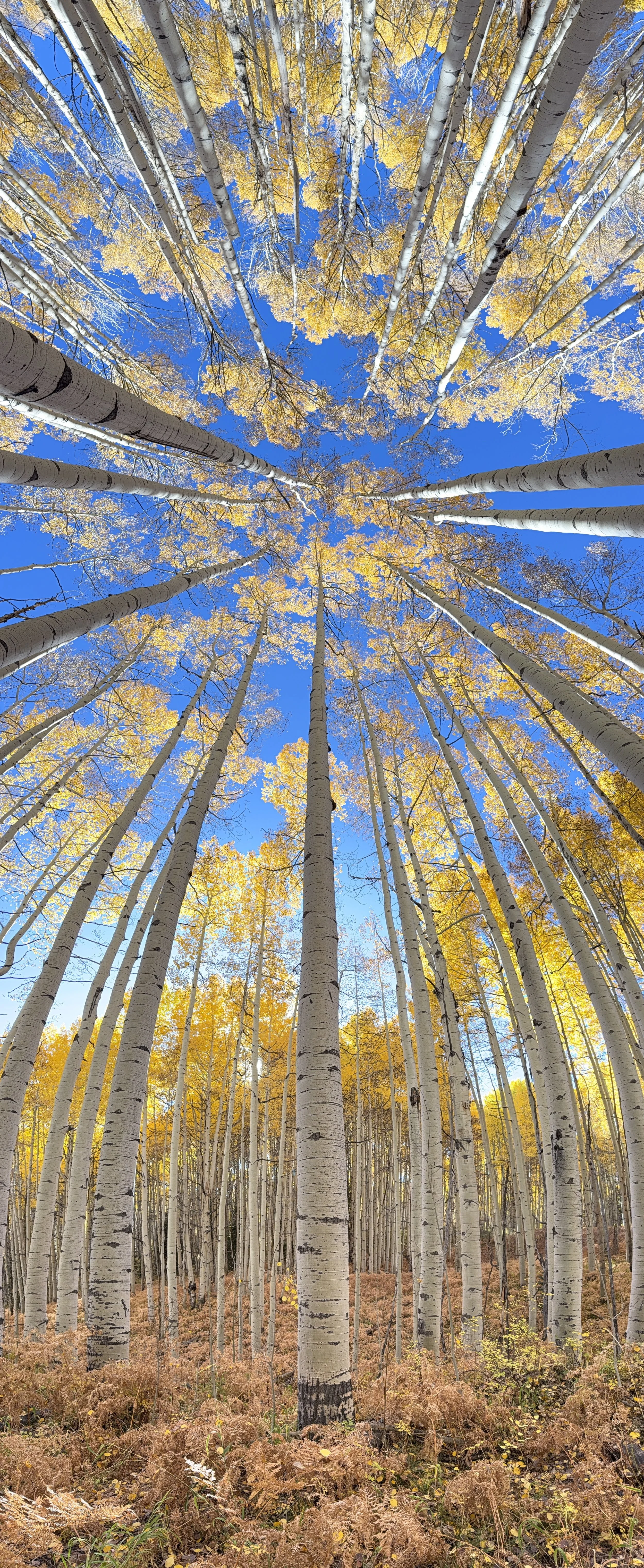 Looking up at tall white-barked aspen trees with yellow leaves against a clear blue sky in autumn by Claudia Welsh.