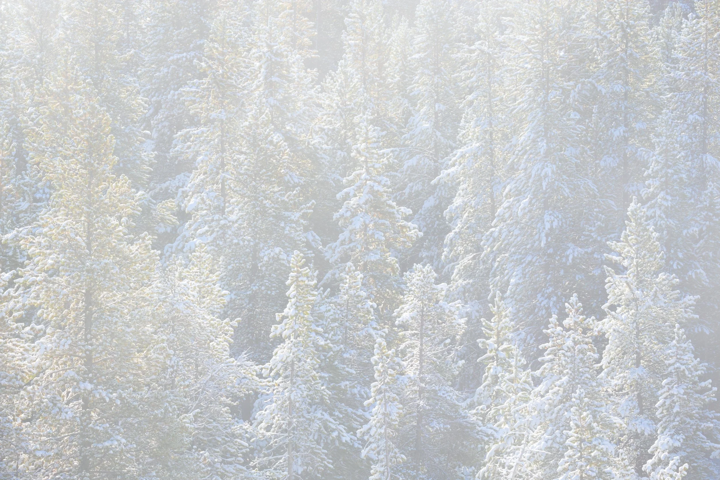 Snow-covered evergreen trees in a dense forest during winter by Sarah Marino.