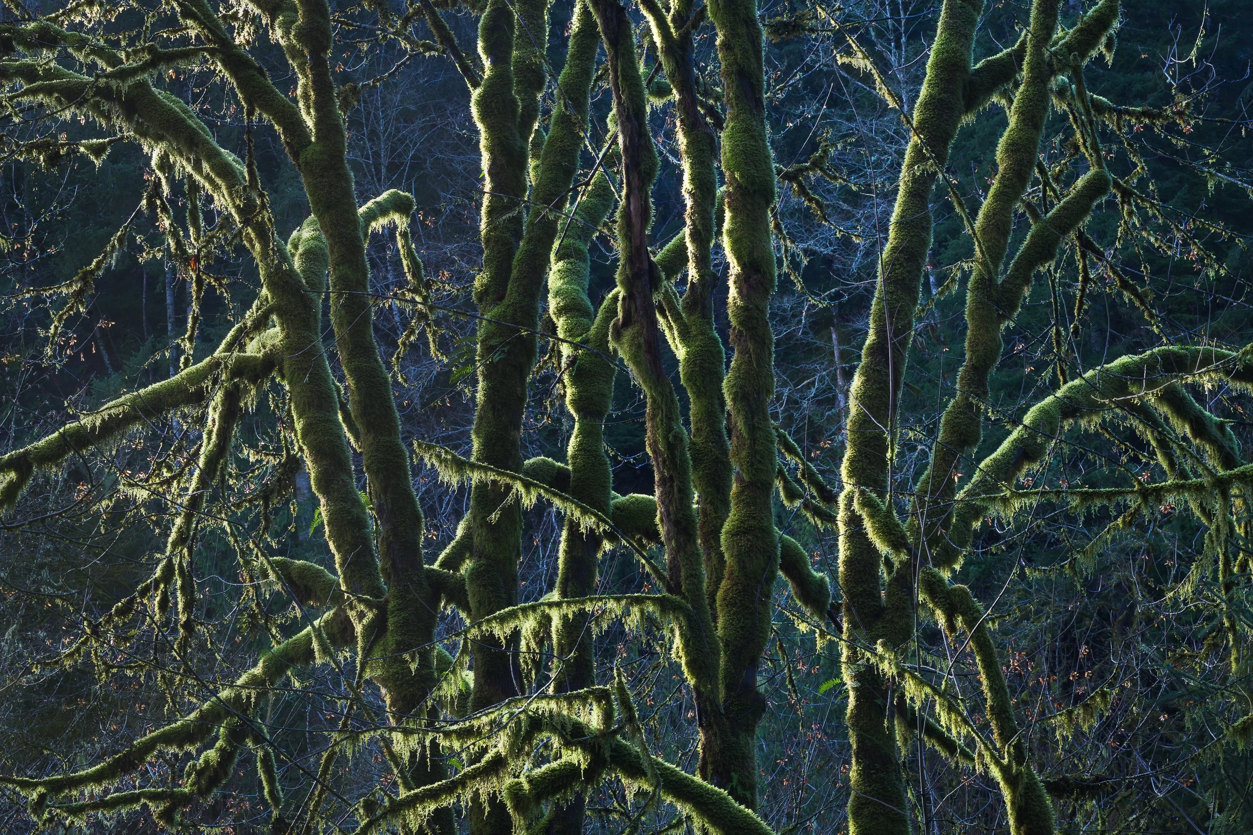 Close-up of moss-covered tree branches in a dense forest with blue sky visible in the background by Sarah Marino.