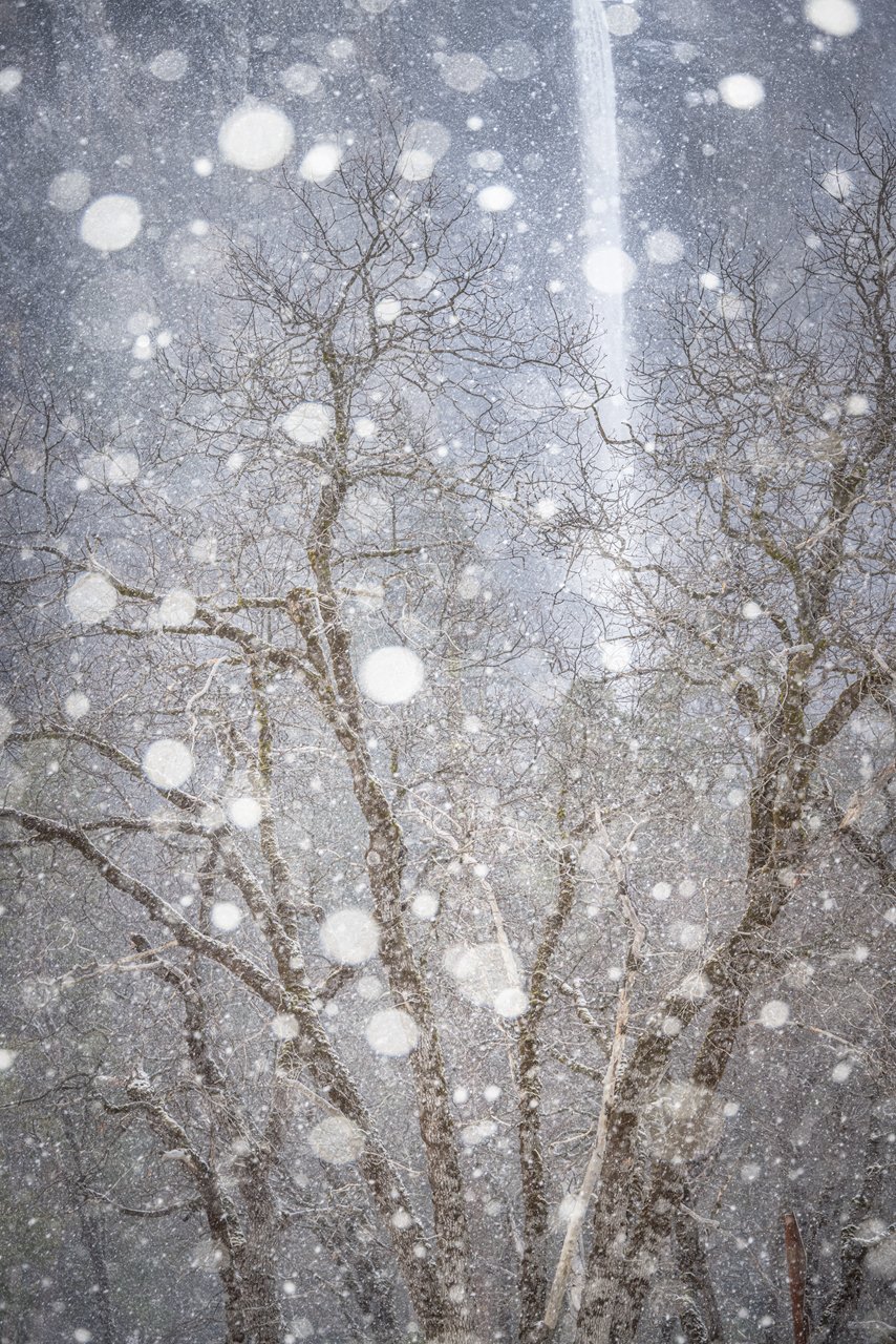 Bare trees under a snowy sky with snow falling heavily by Charlotte Gibb.