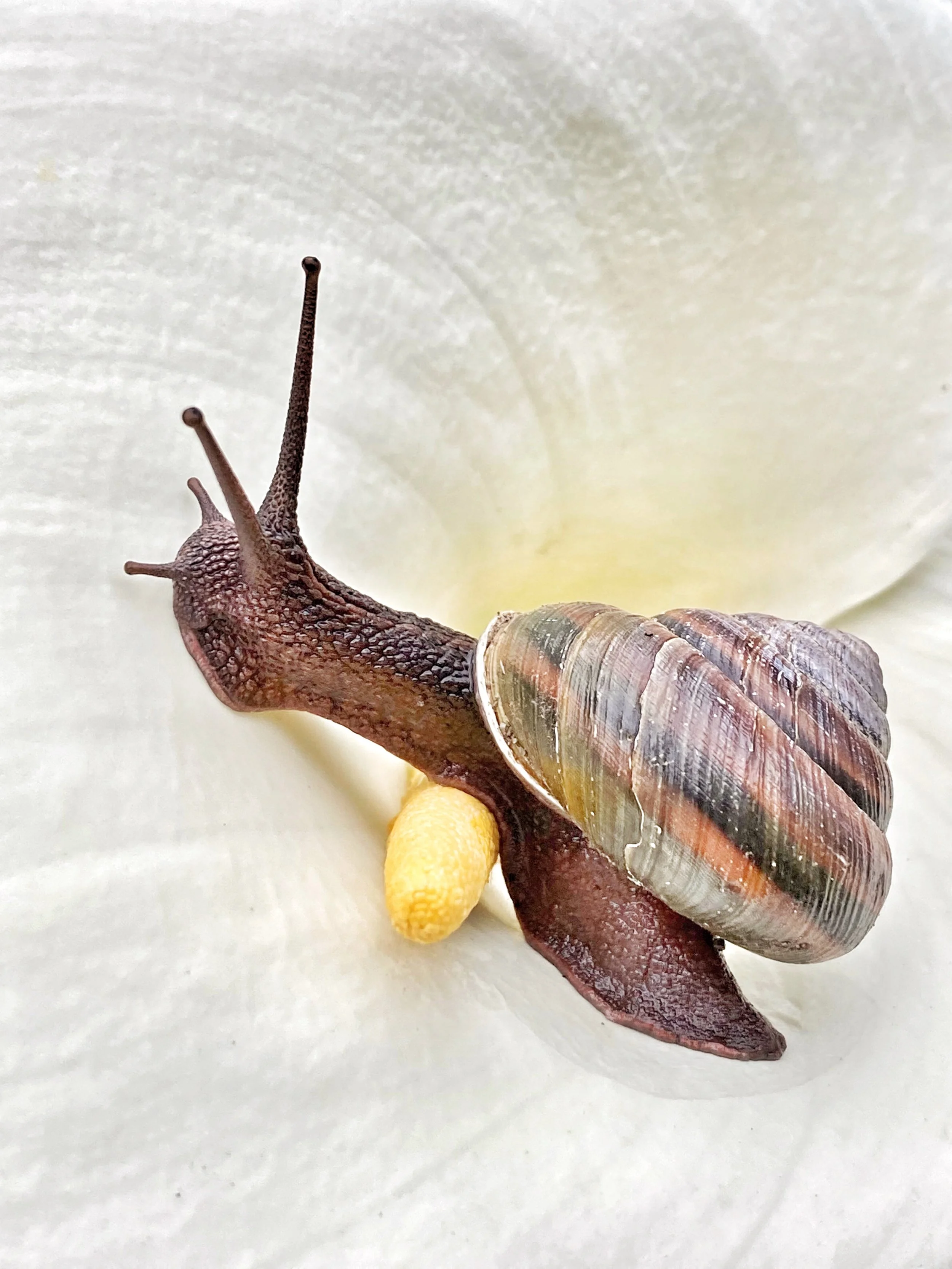 Close-up of a snail with a brown body and a spiraled shell moving on a white flower petal by Claudia Welsh.