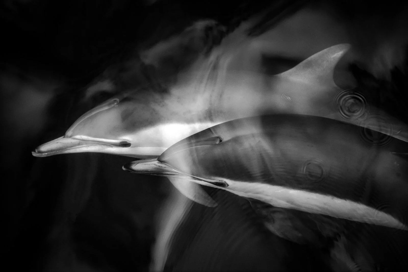Black and white photo of two dolphins swimming underwater by Jennifer Renwick.