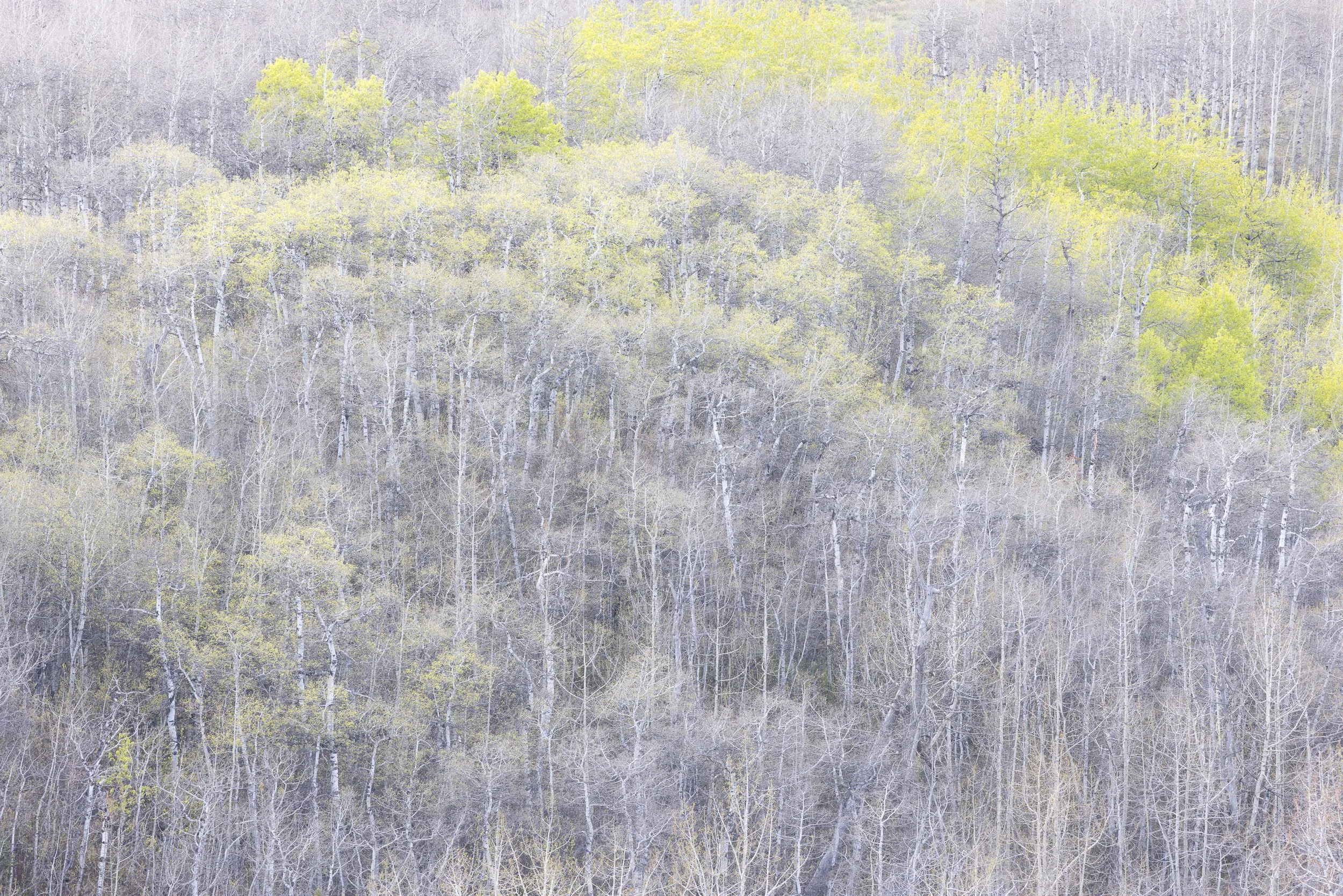Aerial view of a forested hillside with trees in various stages of leaf growth, some with light green foliage and others bare by Anna Morgan.