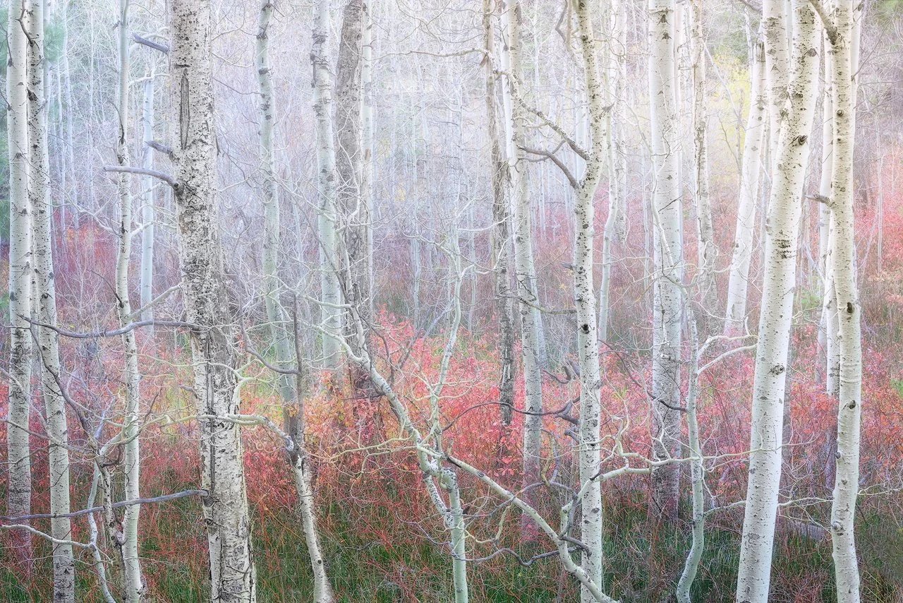 A forest scene with tall, slender white-barked trees and pink and purple foliage in the underbrush, with faint mist or fog by Charlotte Gibb.