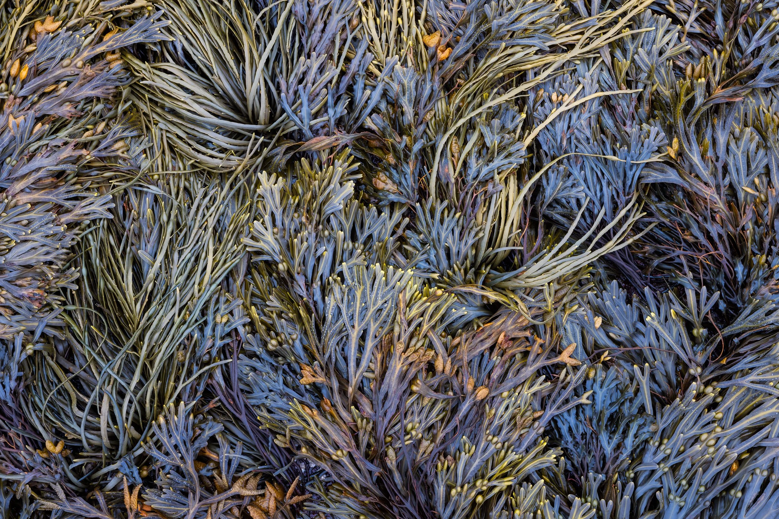A close-up view of densely packed seaweed with thin, elongated, layered strands in shades of green, brown, and purple by Sarah Marino.