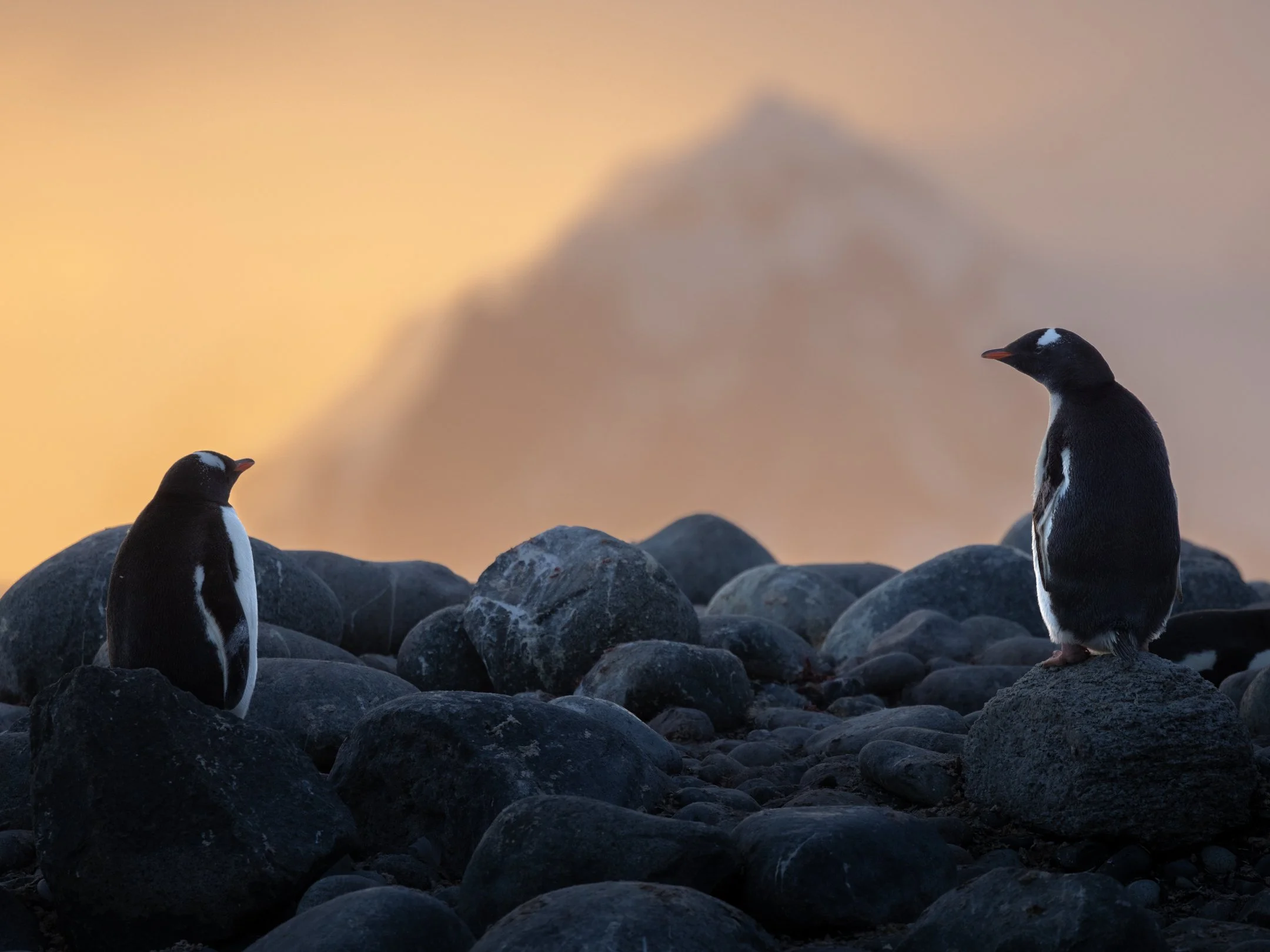 Two penguins standing on rocks on a rocky shoreline in Antarctica with a blurred mountain and sunset sky in the background by Michele Sons.