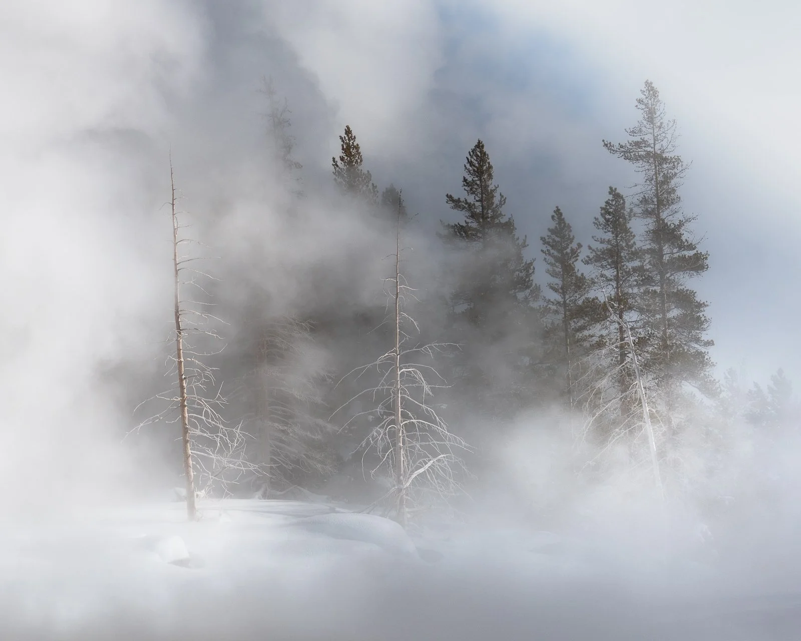 Mist enshrouded forest with tall pine trees and fog or smoke billowing around them by Jennifer Renwick.