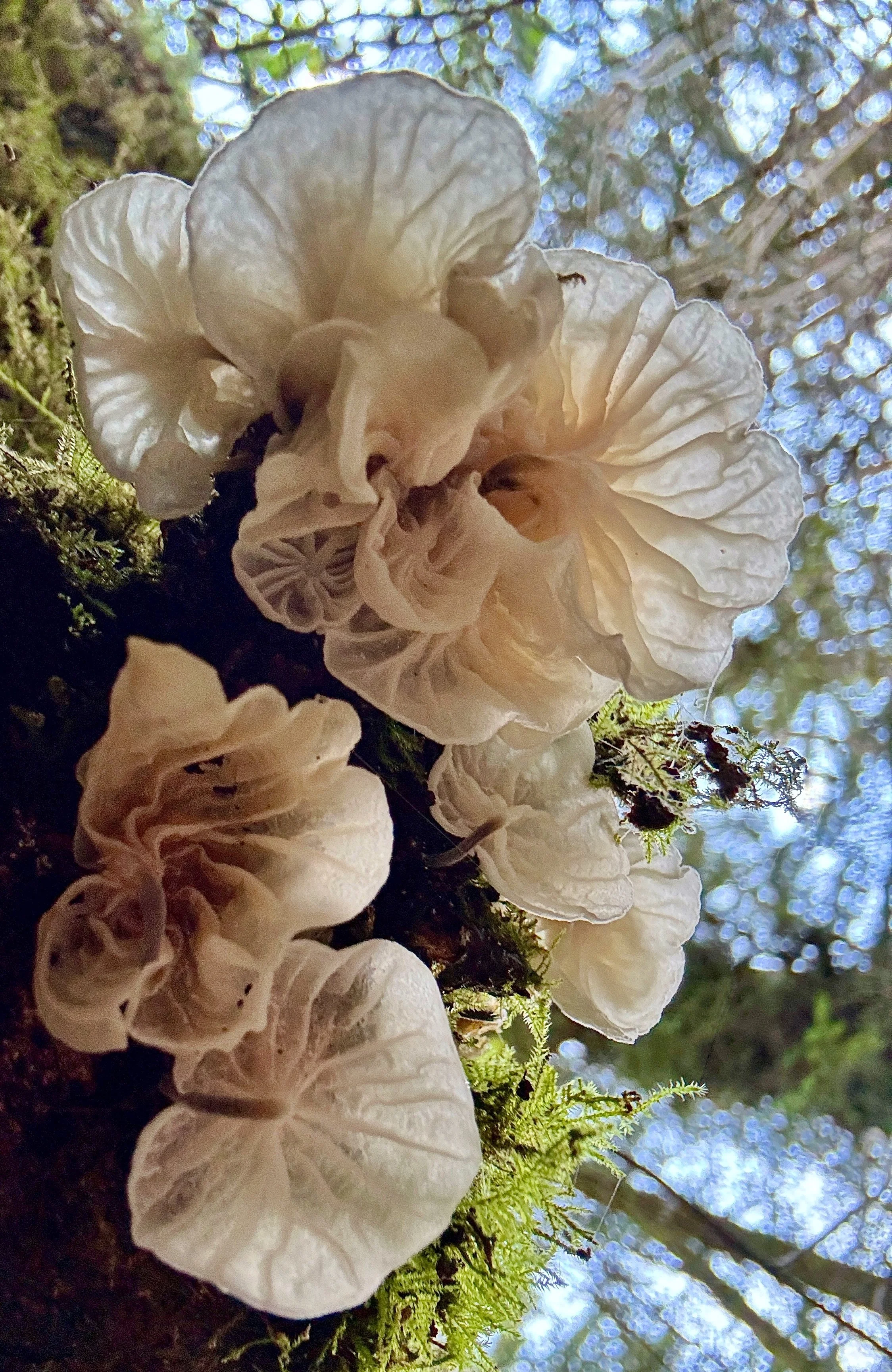 Close-up of cluster of white mushrooms growing on mossy tree trunk by Claudia Welsh.